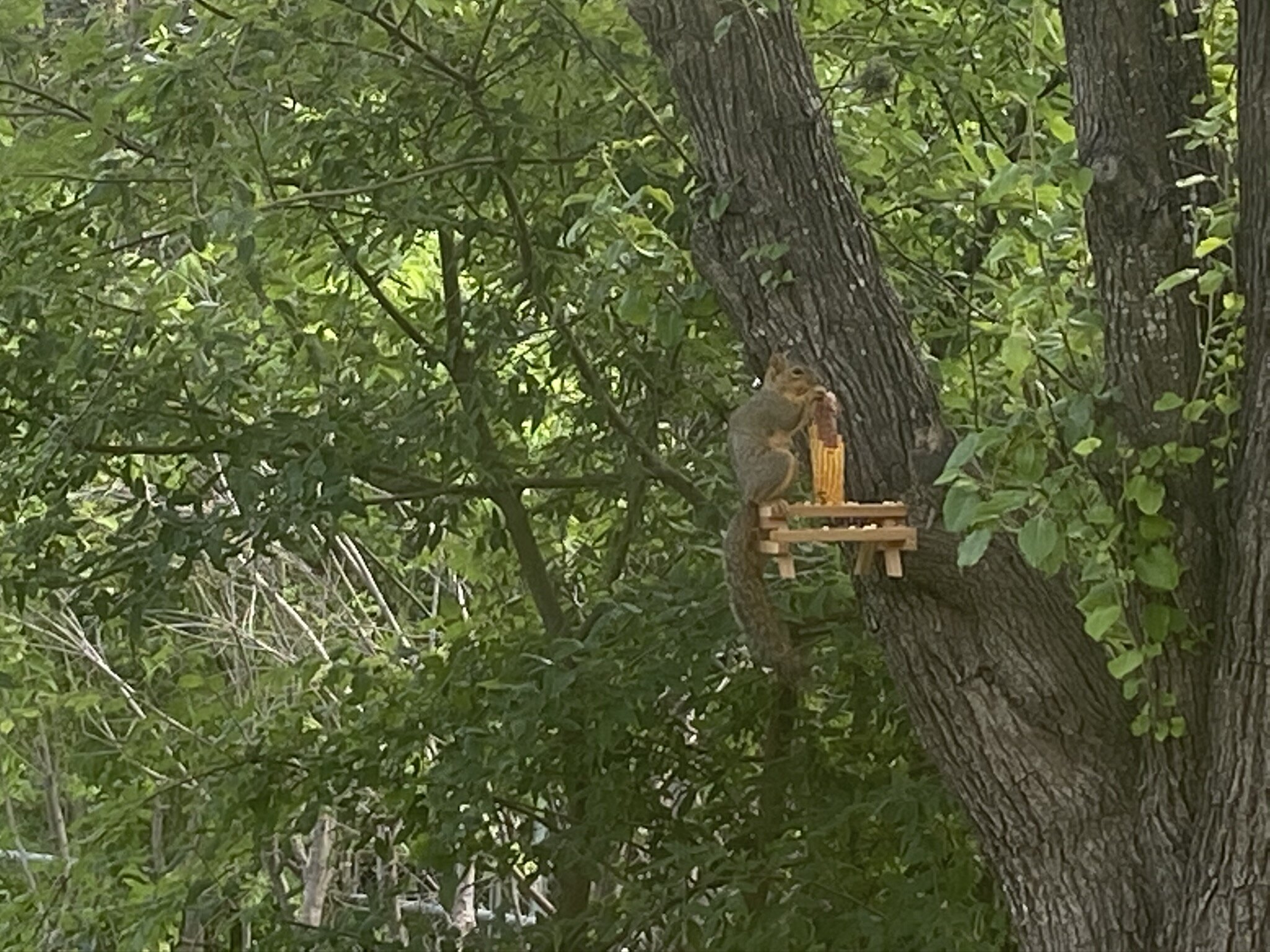 Squirrel Picnic.jpeg
