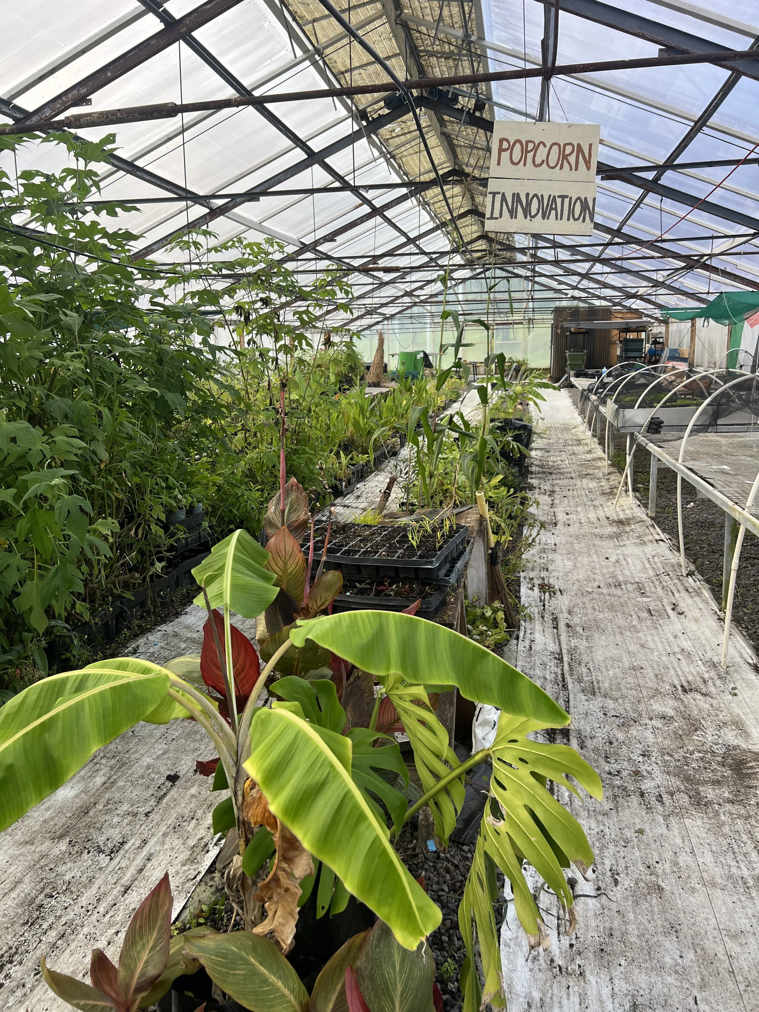 Te Whare Tipu (Community Greenhouse Project)