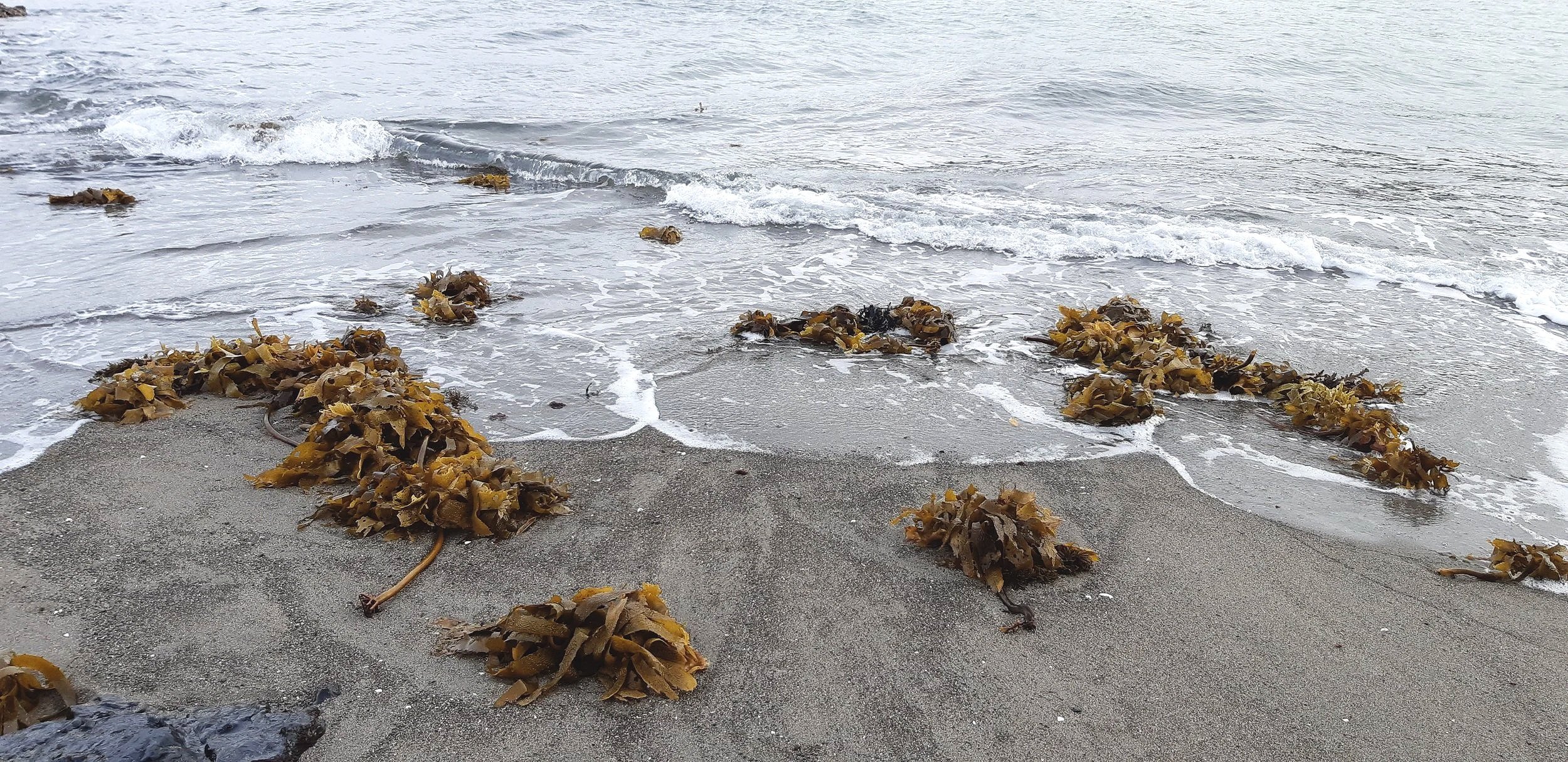 Seaweed