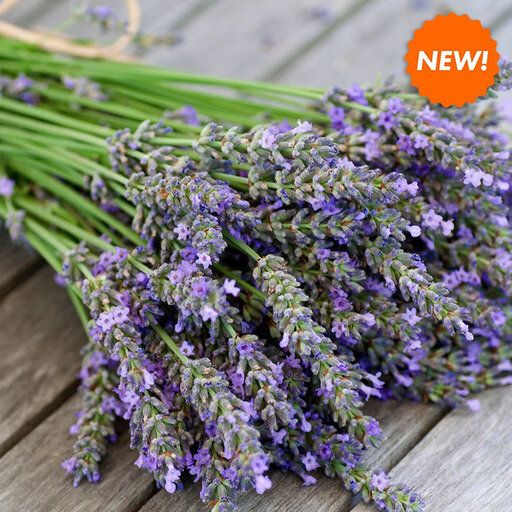 Lavender 1.jpg