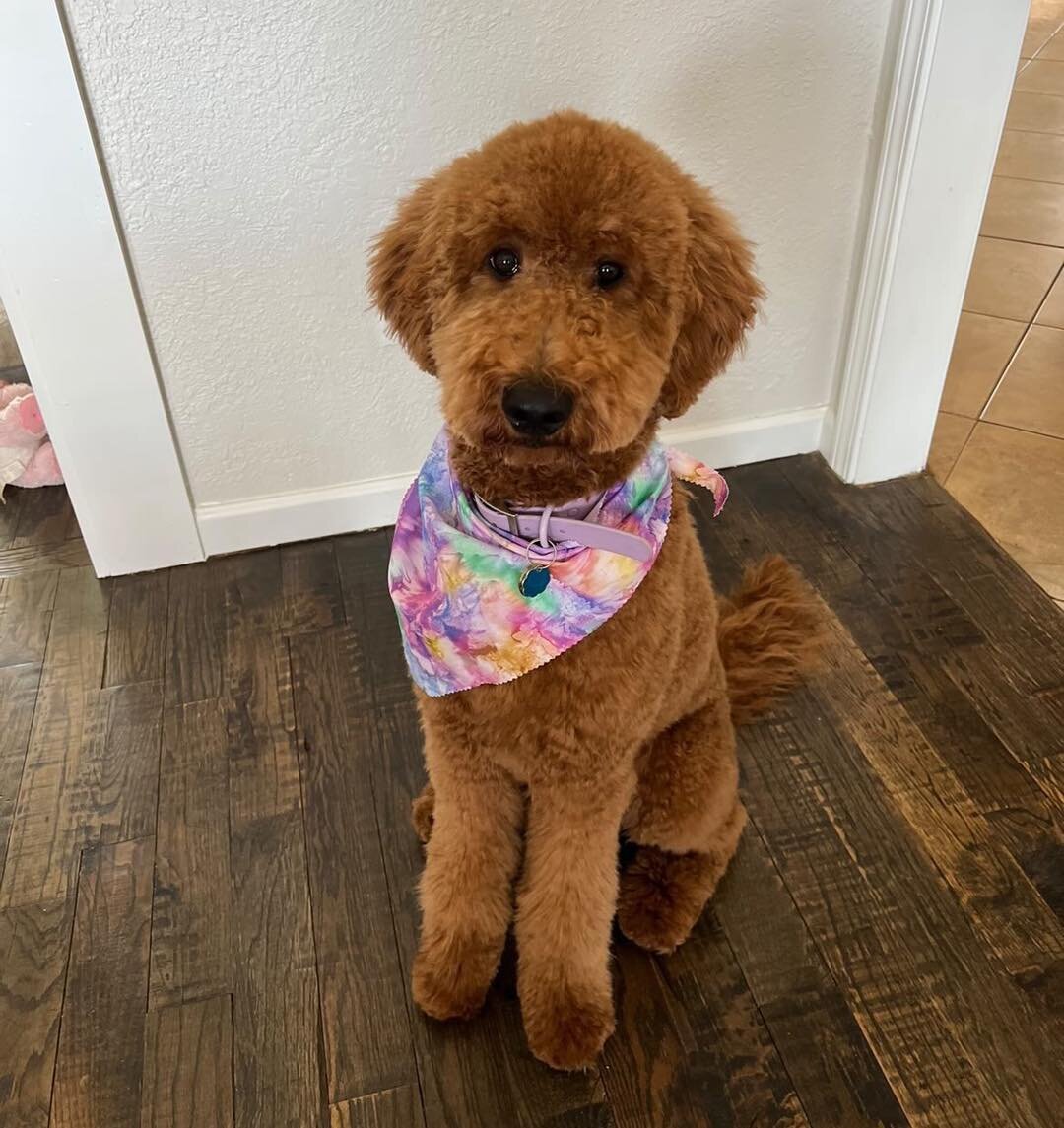 The best therapist has fur &amp; four legs 💜
&bull;
&bull;
&bull;
&bull;
&bull;
#goldendoodle #goldenpawsfurbabies #doodlelove #puppylove #dogtherapy #therapydog #goldengirl