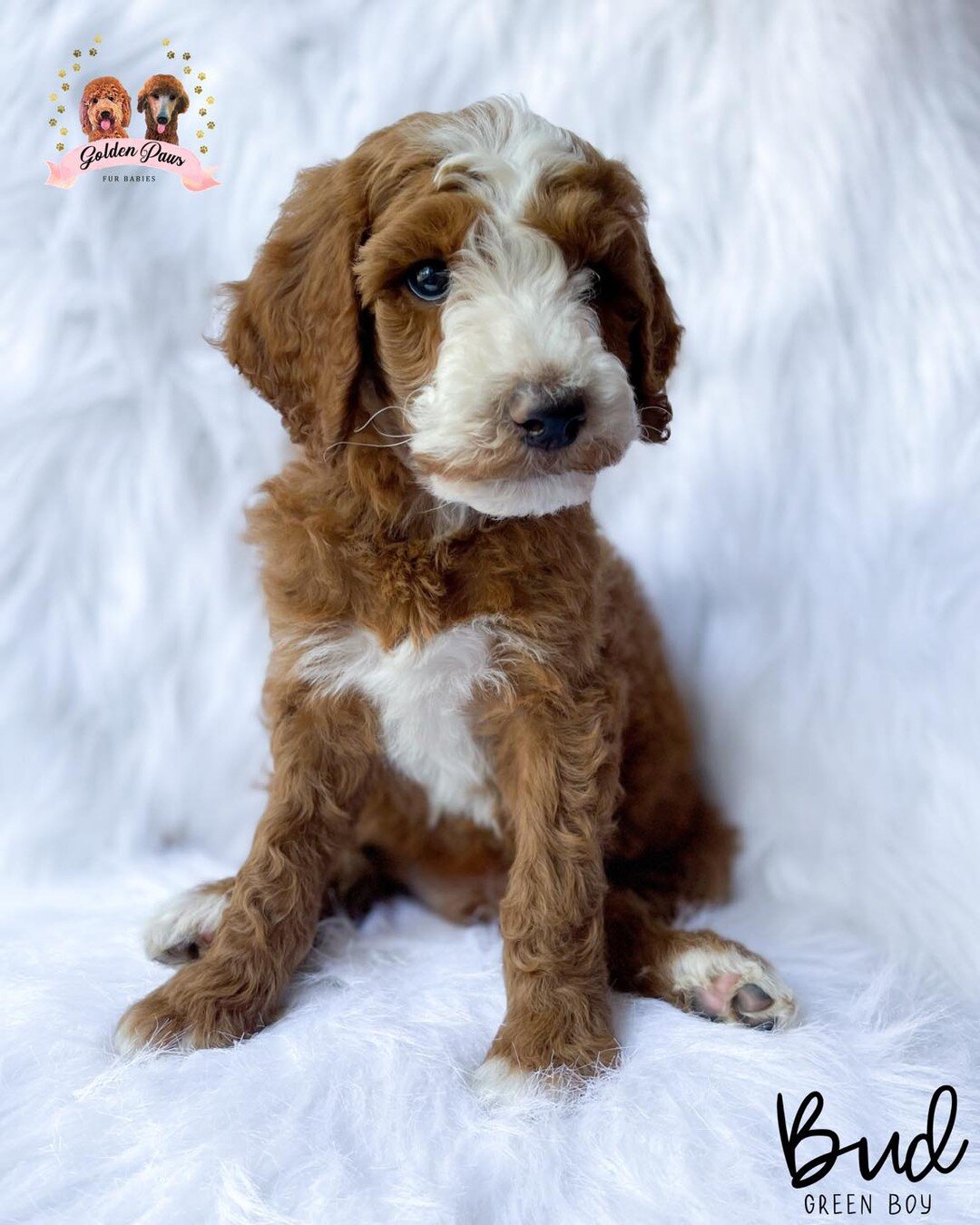 Happy Halloween 🎃 🐾

Beware of the puppies!!! They will steal your heart 🤍
https://www.goldenpawsfurbabies.com/puppyapplication