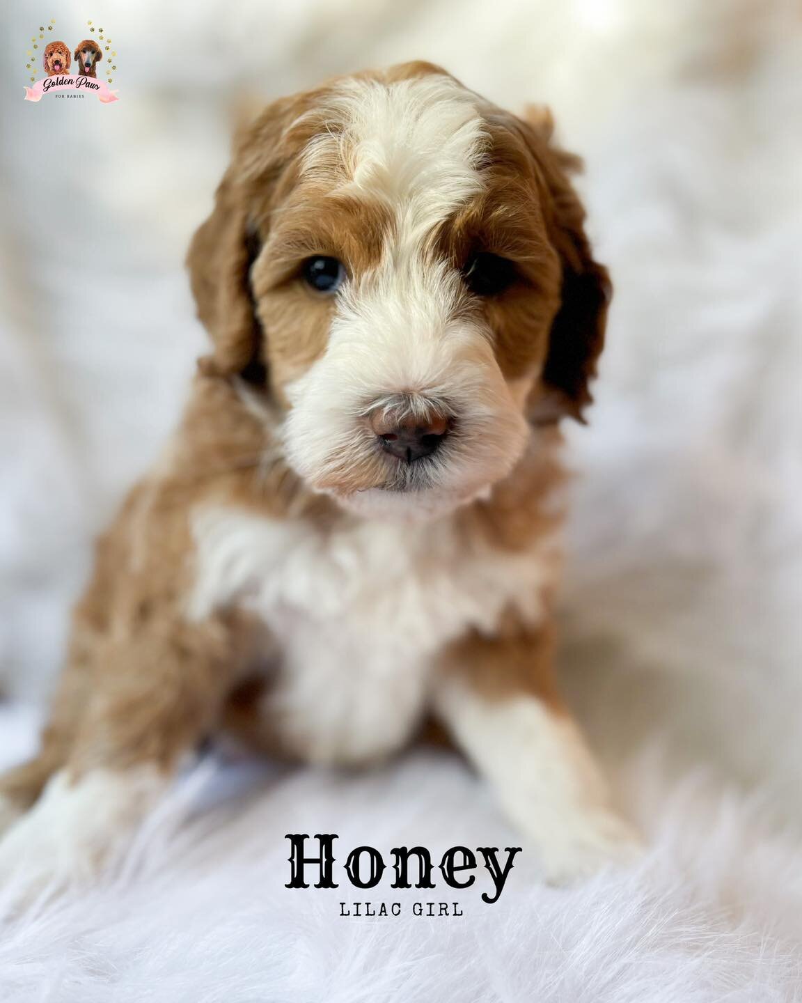 yee haw 🤠
These little bernedoodles babes are getting cuter by the day!!!❤️
www.GoldenPawsFurBabies.com