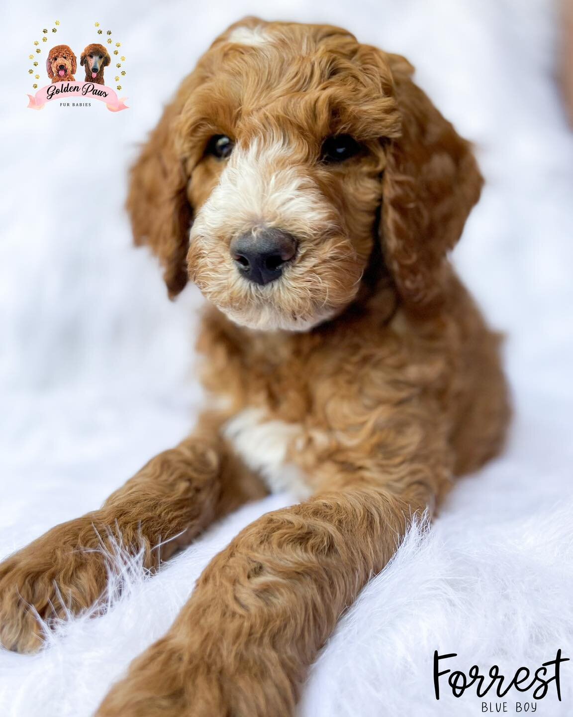 happy dog, happy life 🤪

These babies are the happiest and I can&rsquo;t help, but smile when I&rsquo;m with them. They are 9 weeks old and ready to go to their furever homes. Please message us for more information ❤️
www.GoldenPawsFurBabies.com