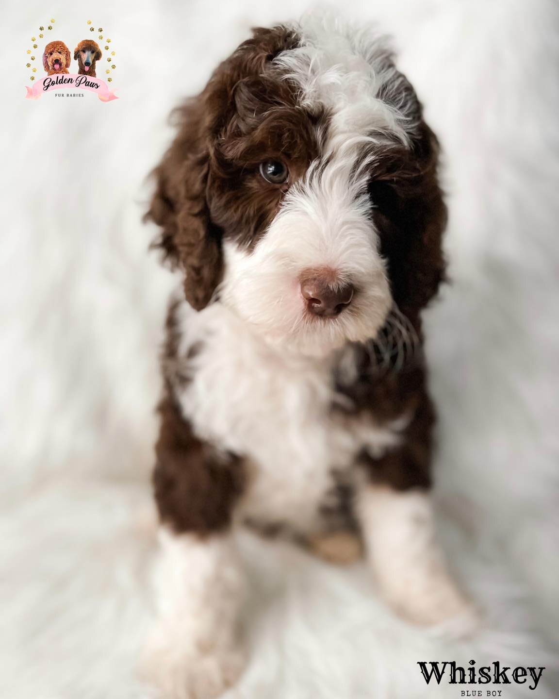 Happy 8 weeks babies!!! 🫶🏼

They had their final vet appointment today and now are ready to meet their furever families!!! 

Whiskey, Howdy, Boots, and Partner are available. Message us if you would like more information for these babies 🤍
&bull;
