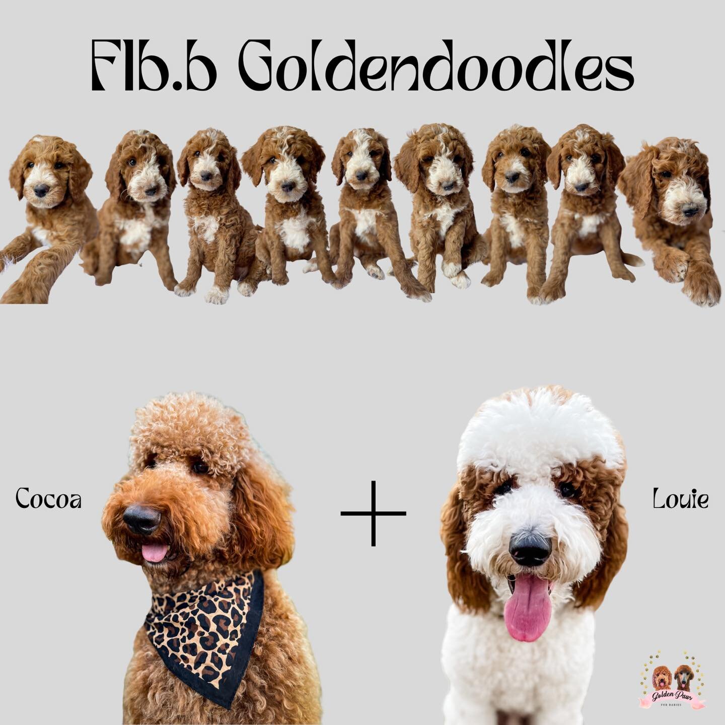 If you&rsquo;ve been thinking of welcoming a pup into your family, now is the time to become part of our Golden Paws Fur Babies Crew 🫶🏼

We are discounting our remaining Goldendoodles to help find them loving homes quickly! 

Send us a message if y