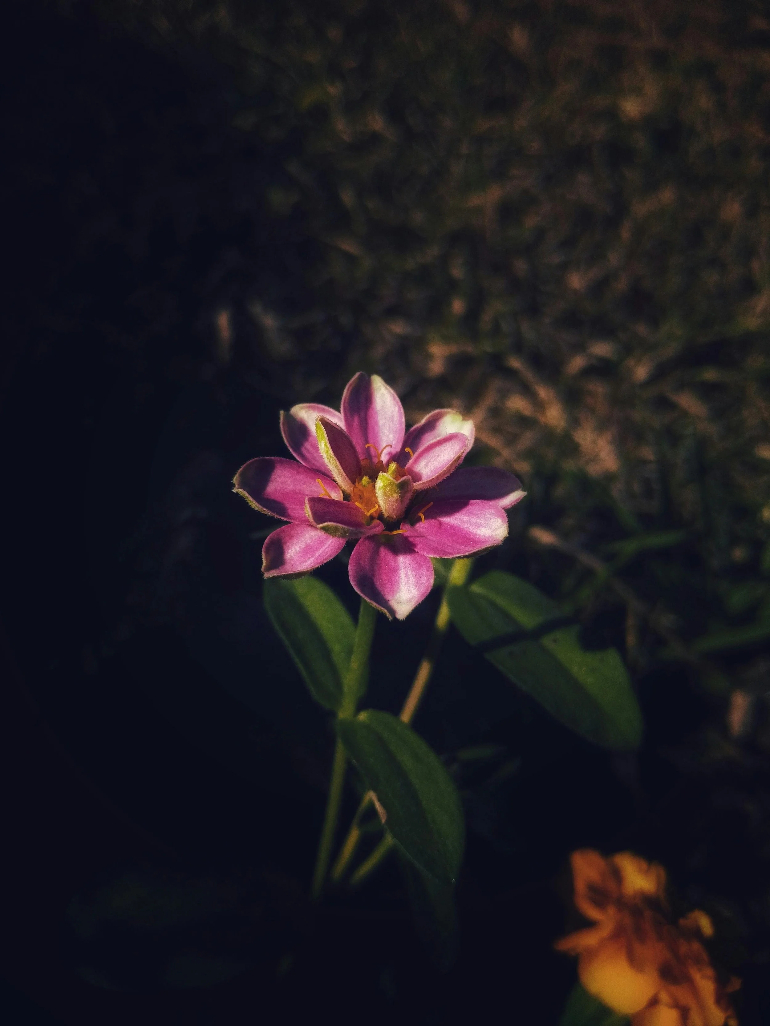 Botanical Silence-Maruf-Oviul-11.jpg