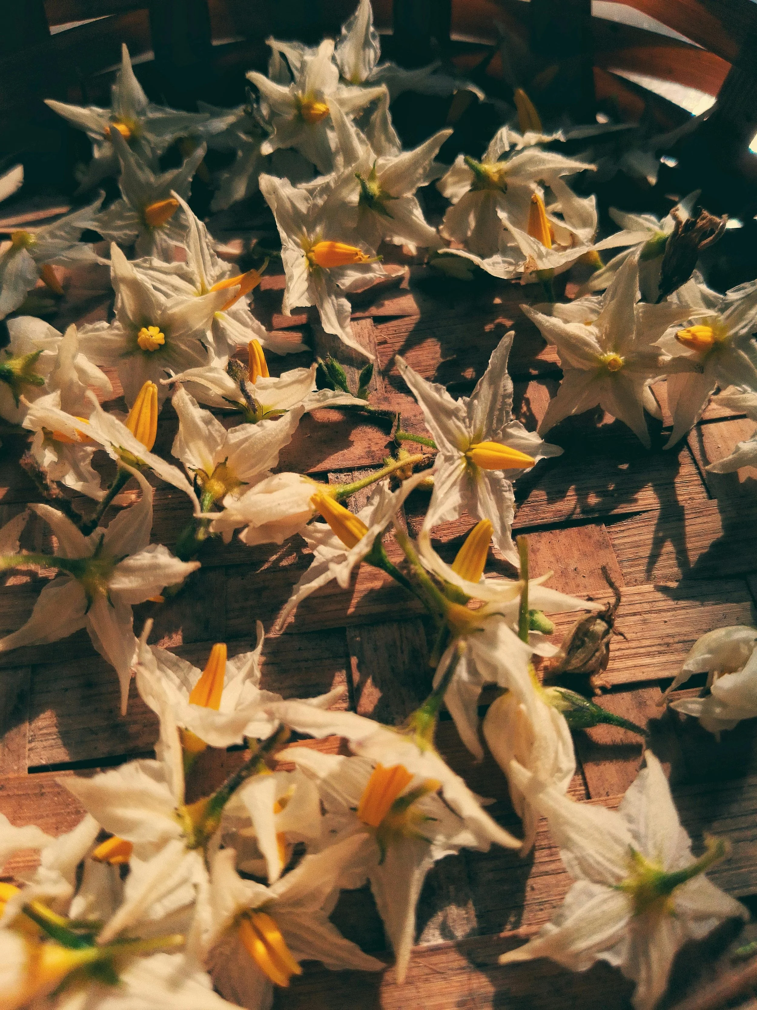 Botanical Silence-Maruf-Oviul-9.jpg
