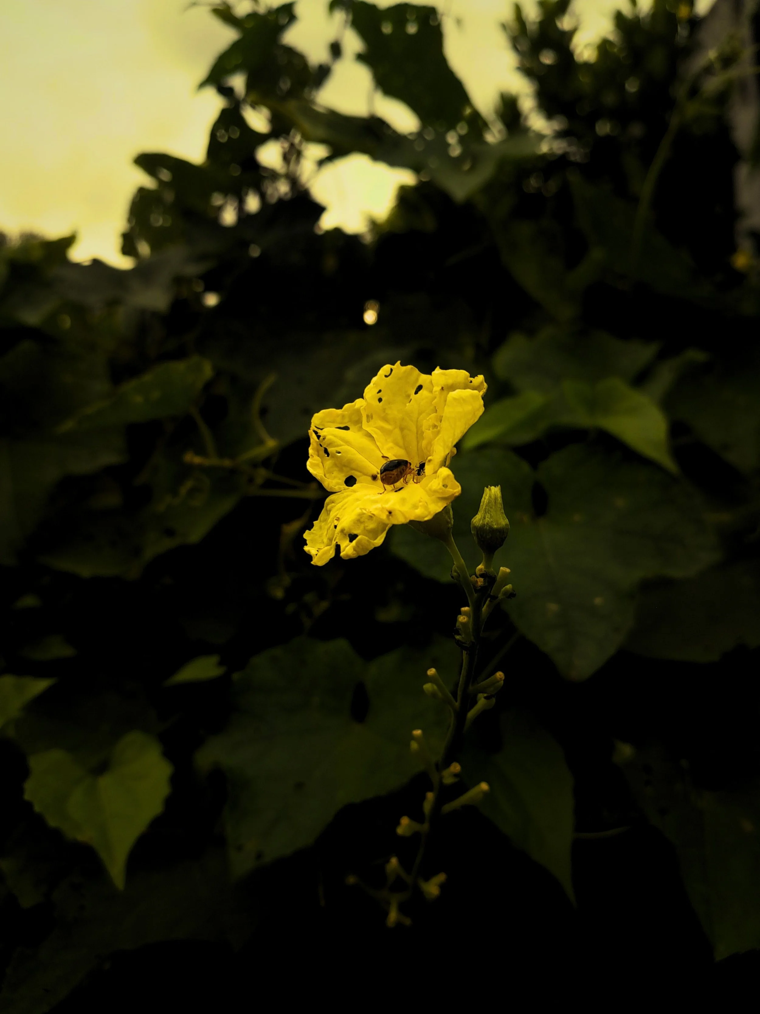 botanical silence flower 2.jpg