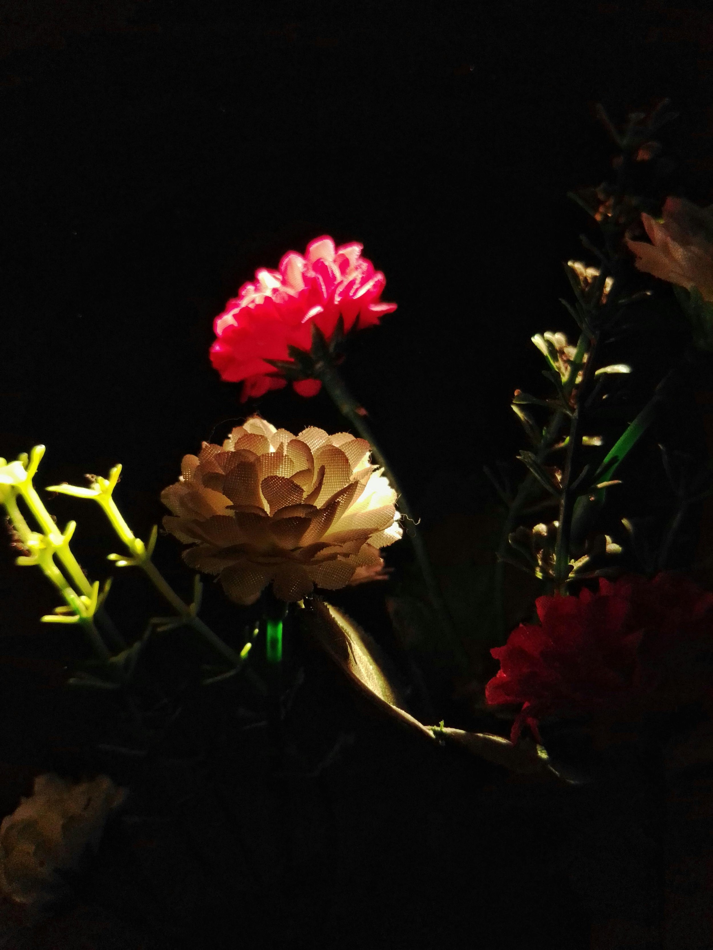 Botanical Silence-Maruf-Oviul-12.jpg