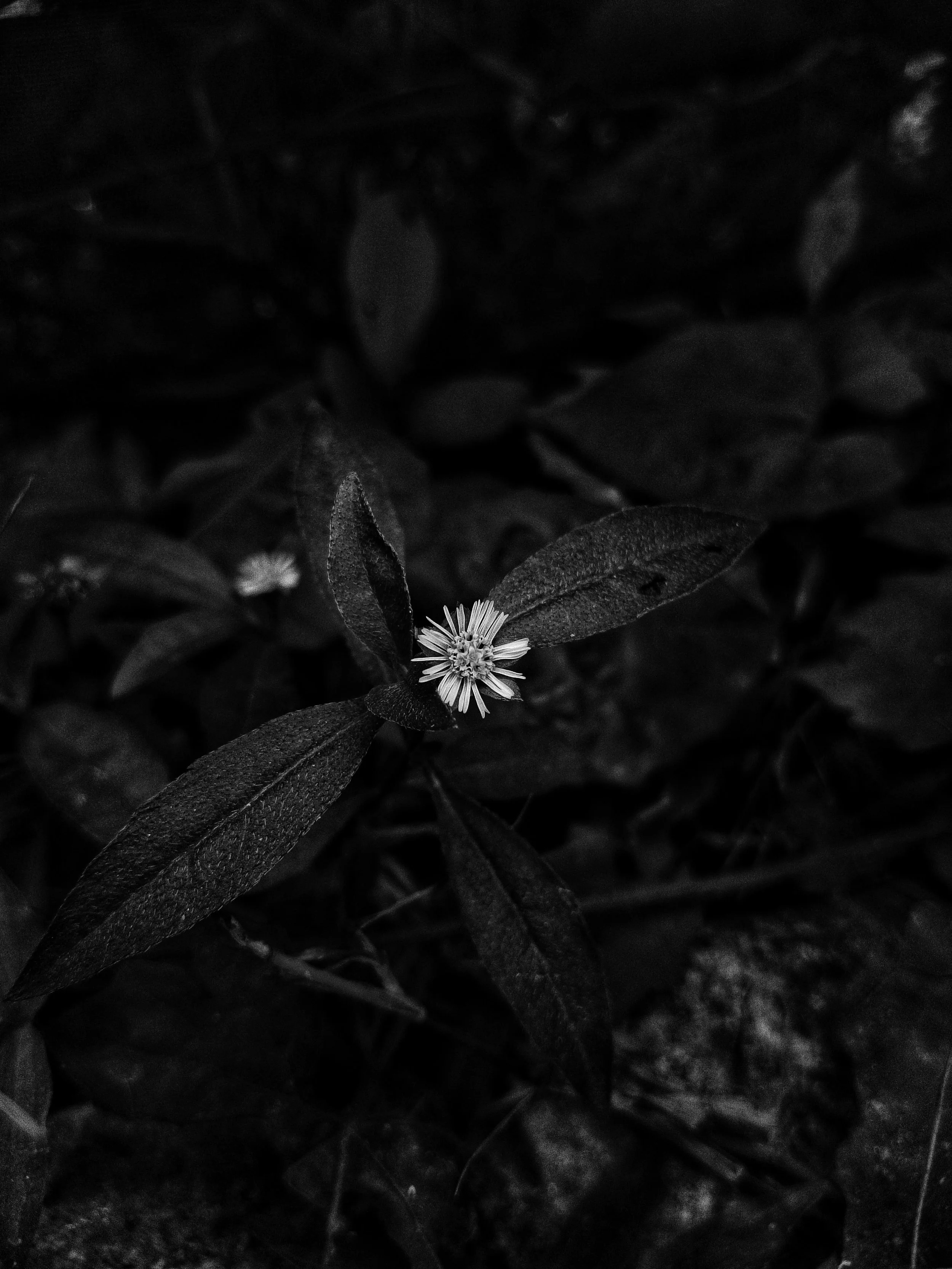 Botanical Silence-Maruf-Oviul-13.jpg