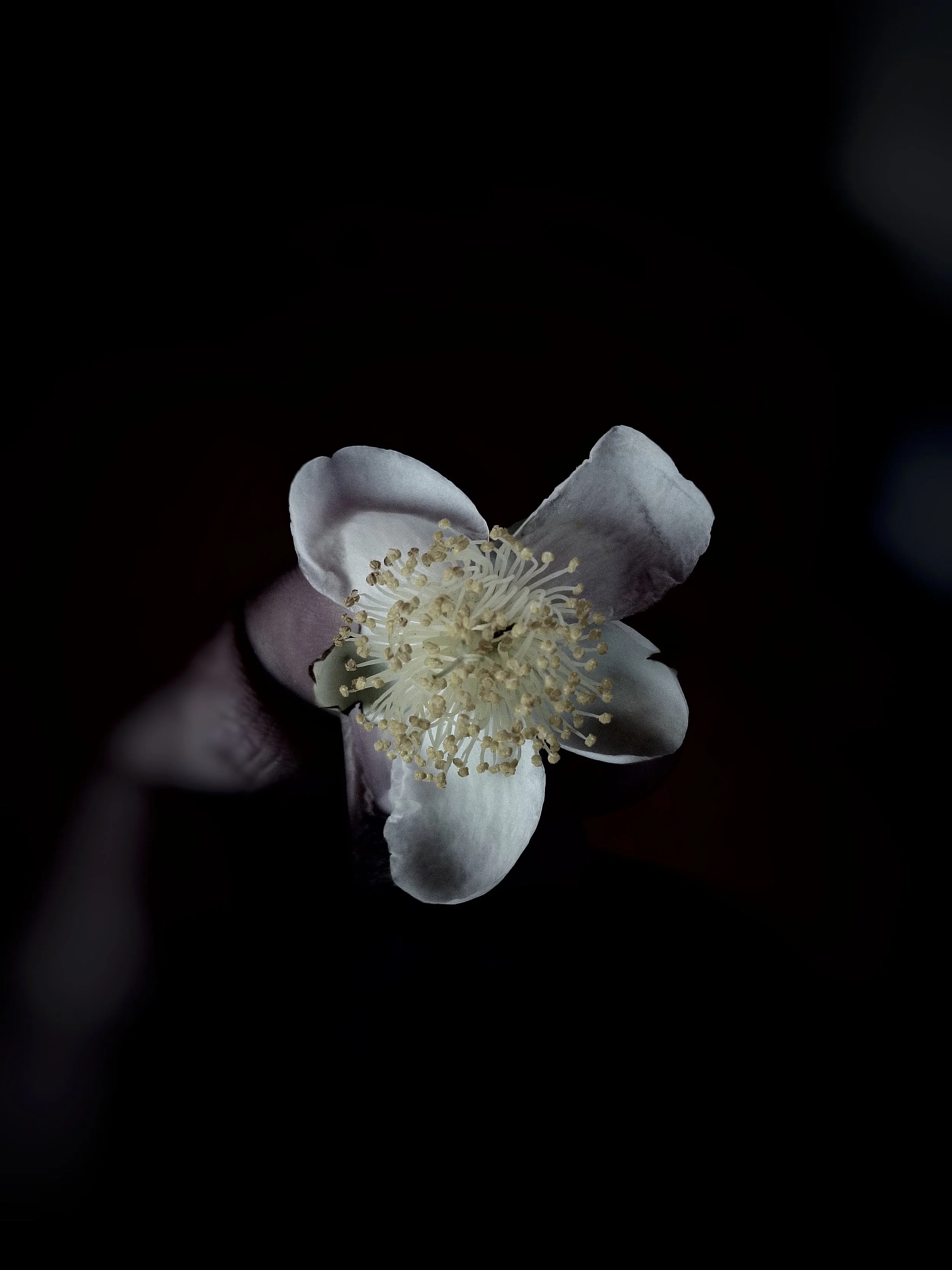 Botanical Silence-Maruf-Oviul-14.jpeg