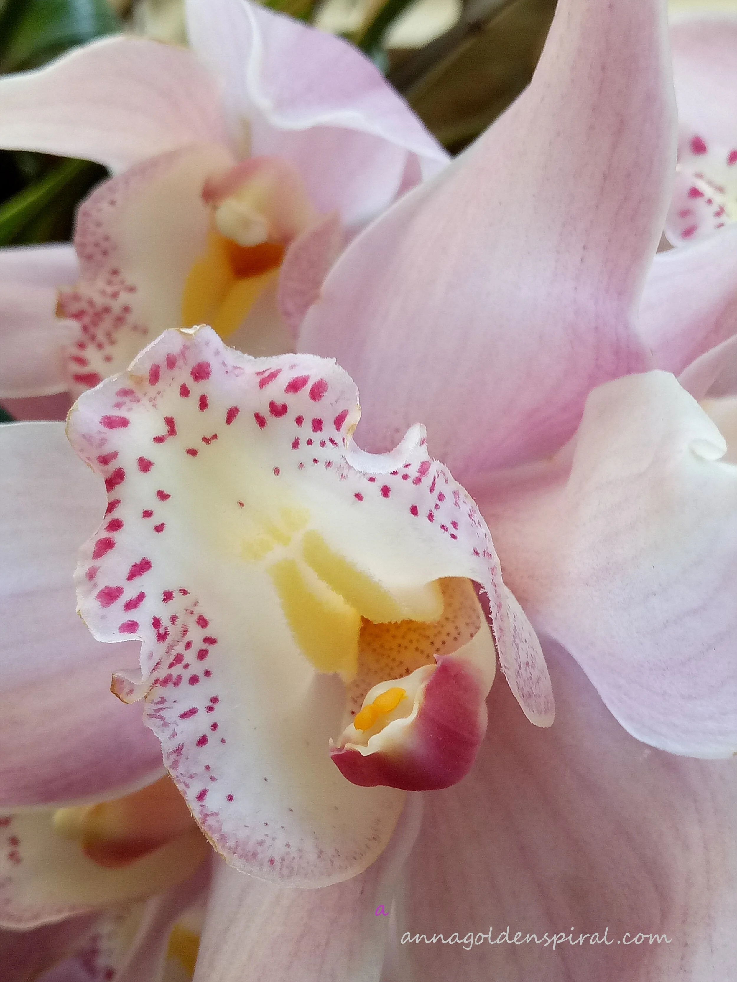 The heart of an orchid by Golden Spiral, Canberra
