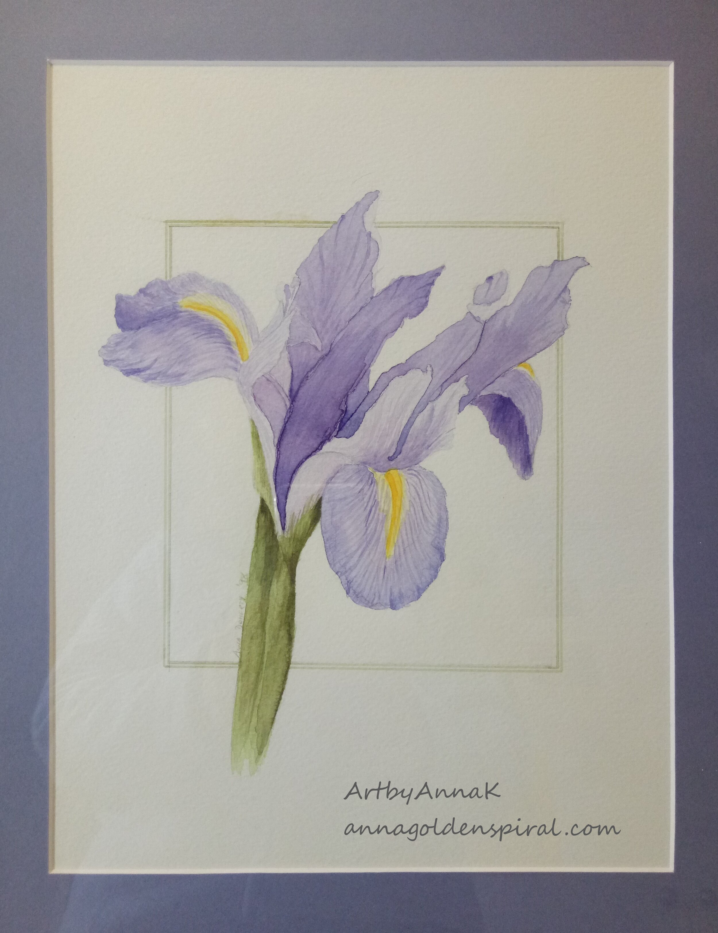 Iris by AnnaK, Golden Spiral, Canberra