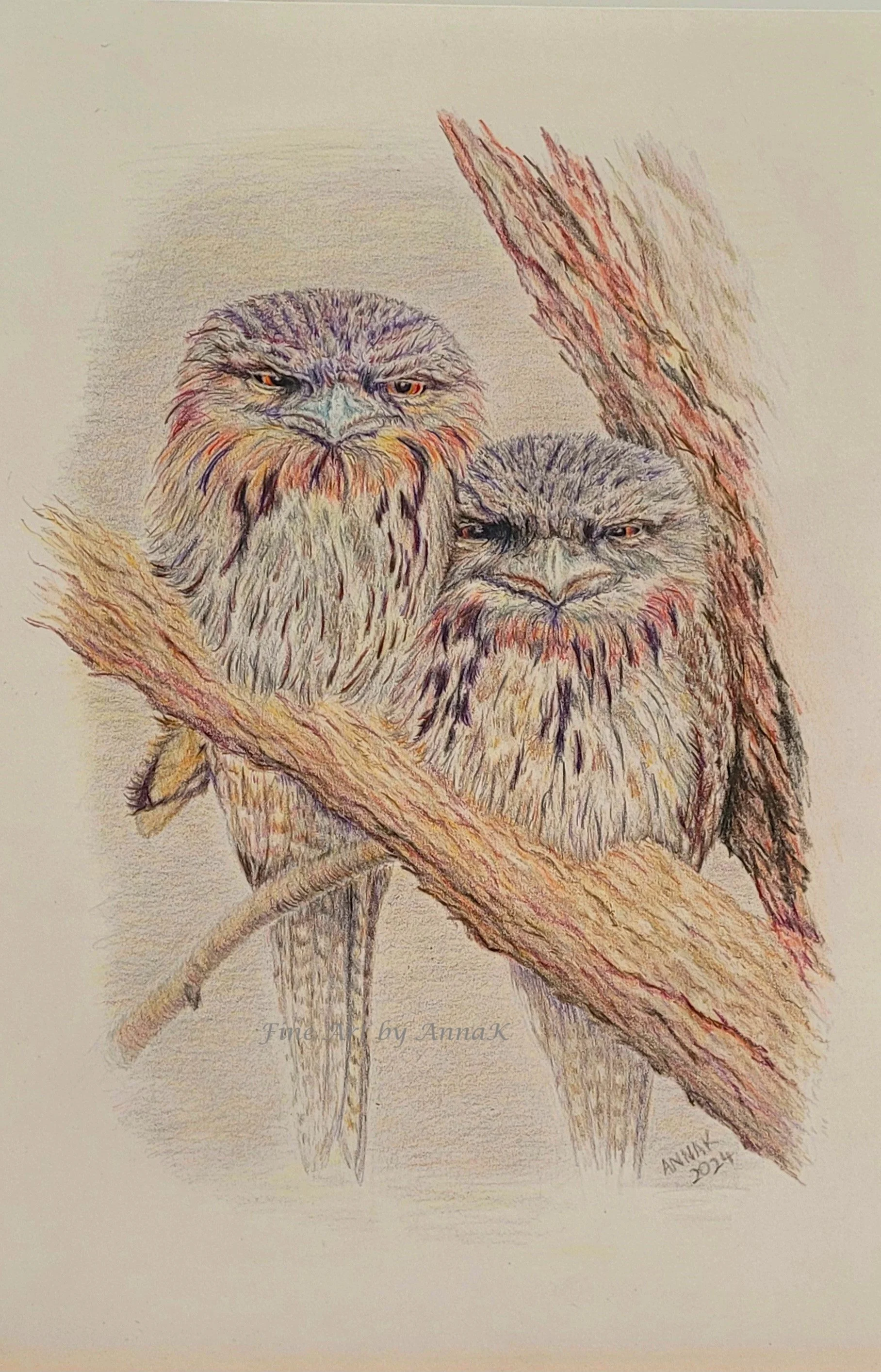 Tawny Frogmouths Watercolour pencil on 185gsm Watercolour paper