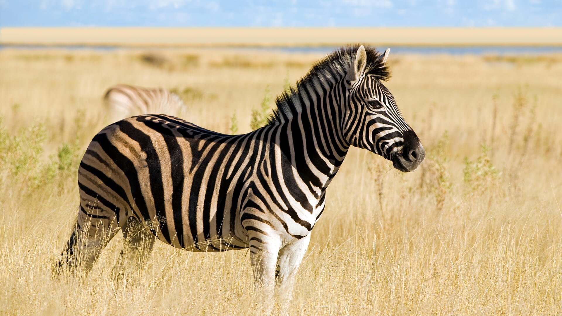 zebra.jpg
