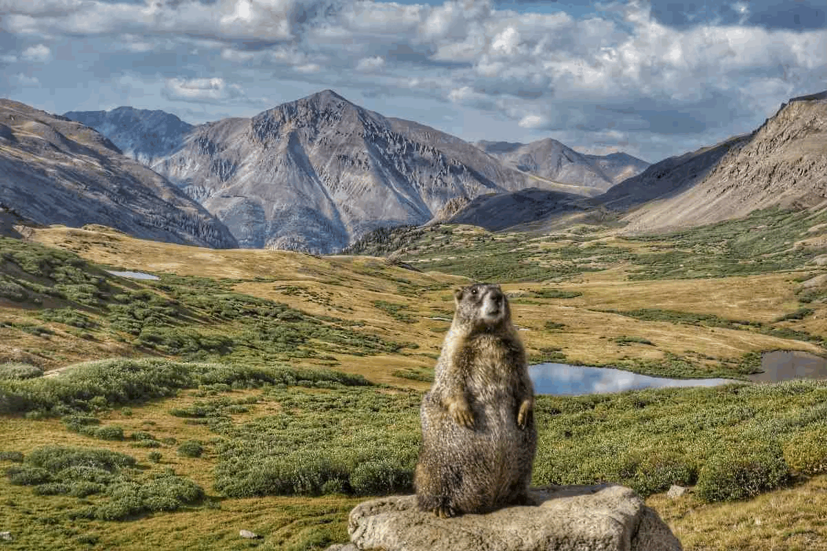 tempImagenQPoif.gif