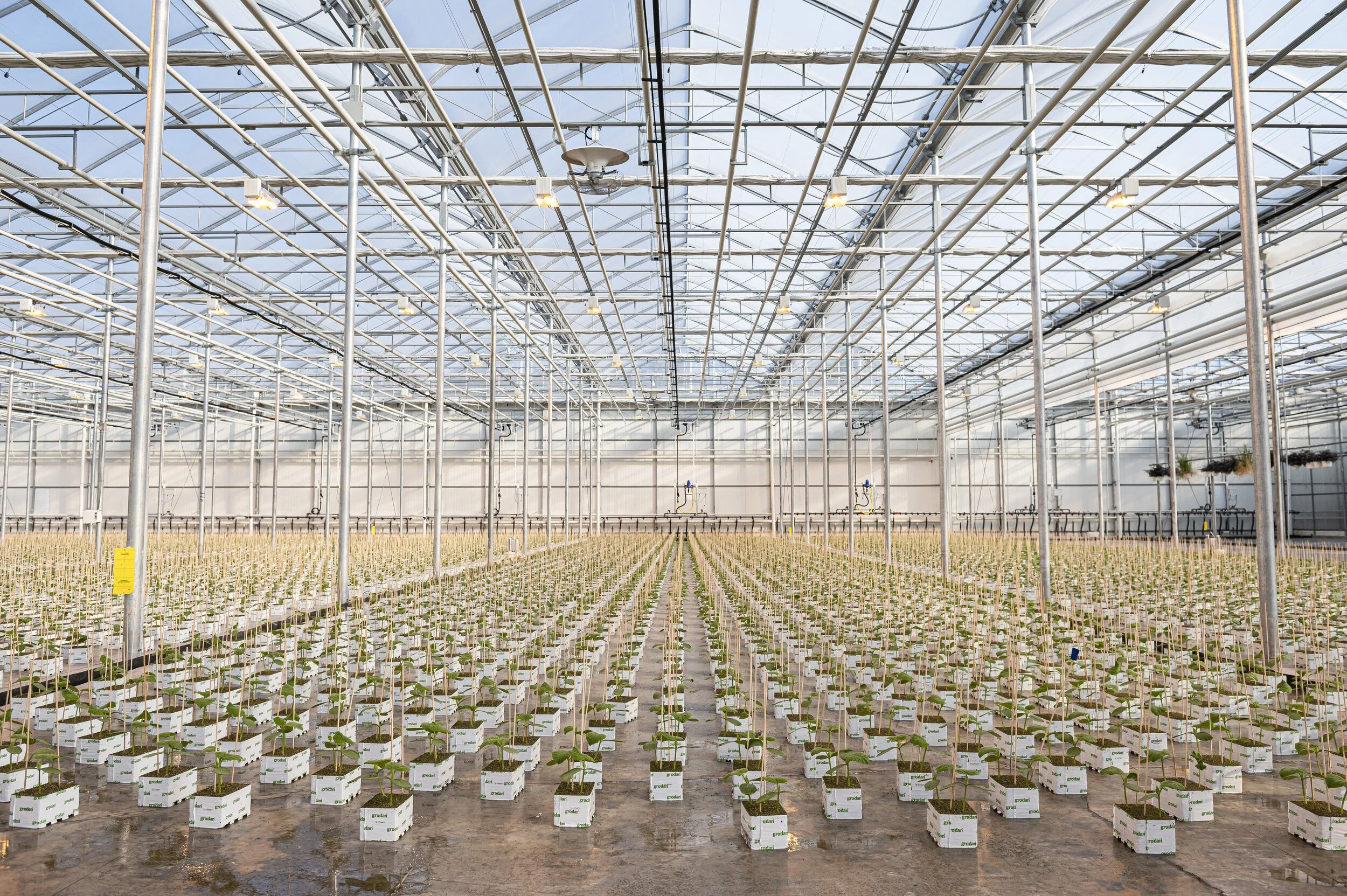  Young cucumbers grow in a Beverly Greenhouses facility in Waterdown, Ont., on Apr.,1, 2020.  