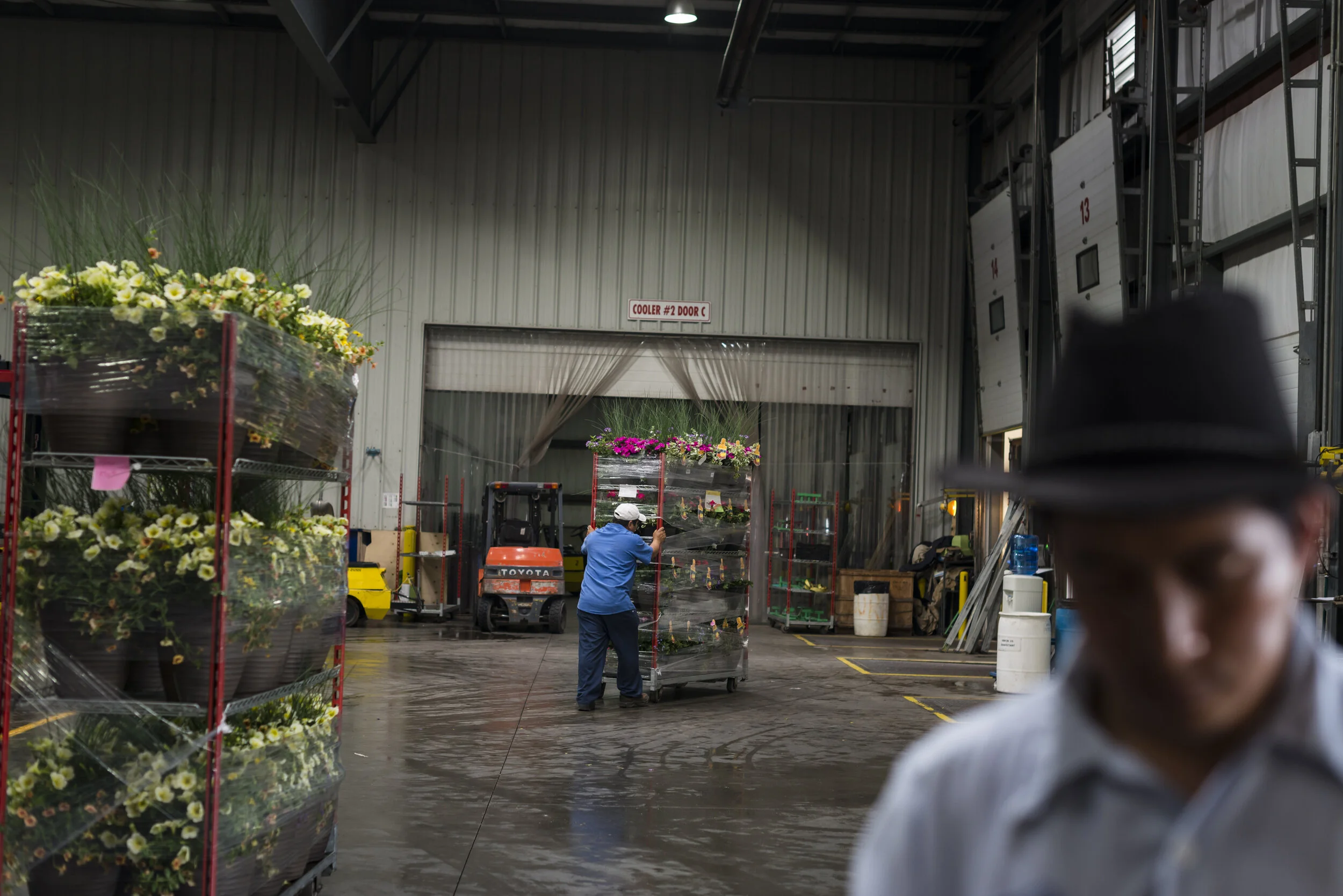  Inside the Seacliff flower farm in Leamington, Ont., on May 18, 2015.  