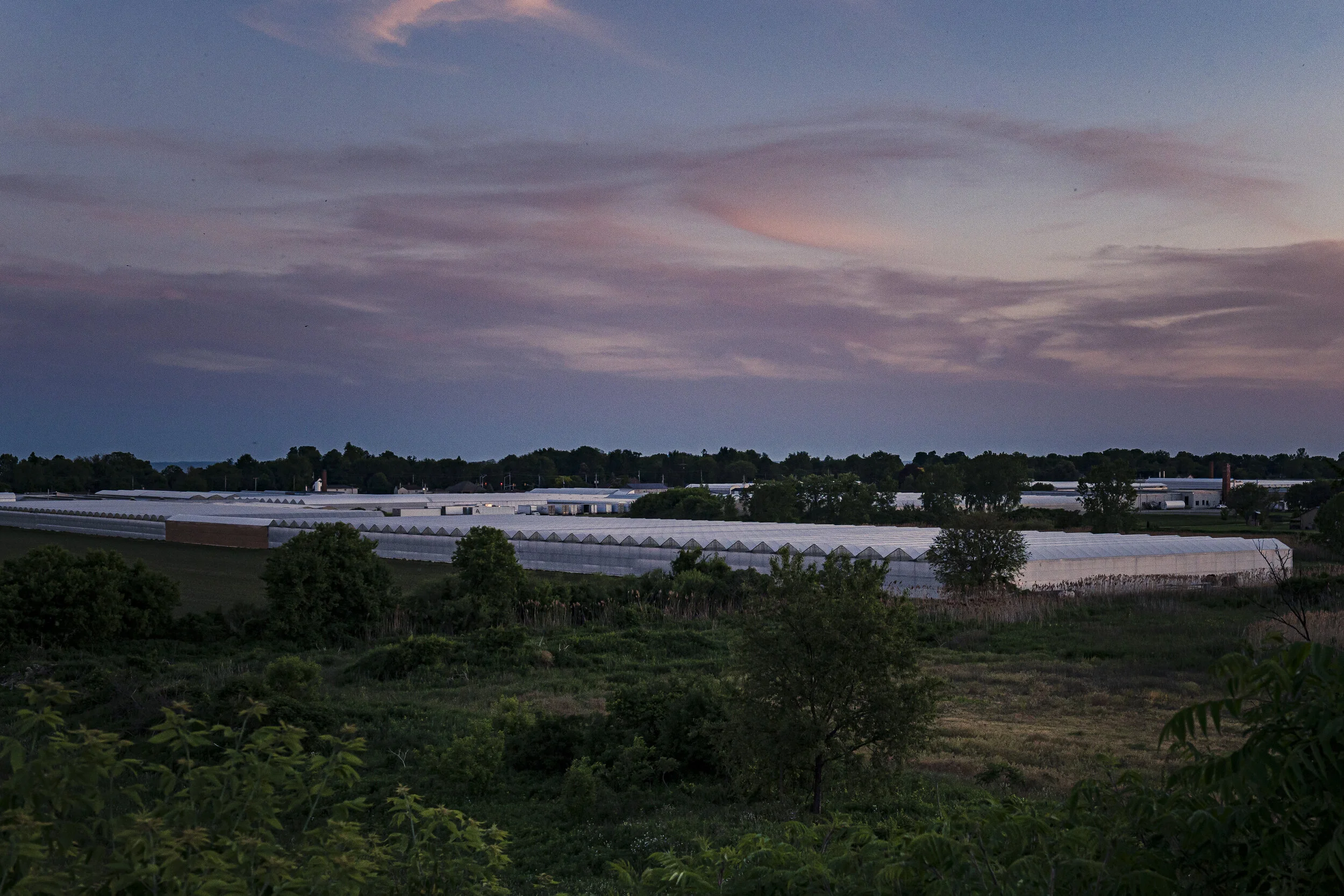 Greenhouses in Leamington, Canada, are photographed at dusk on July 8, 2020.  