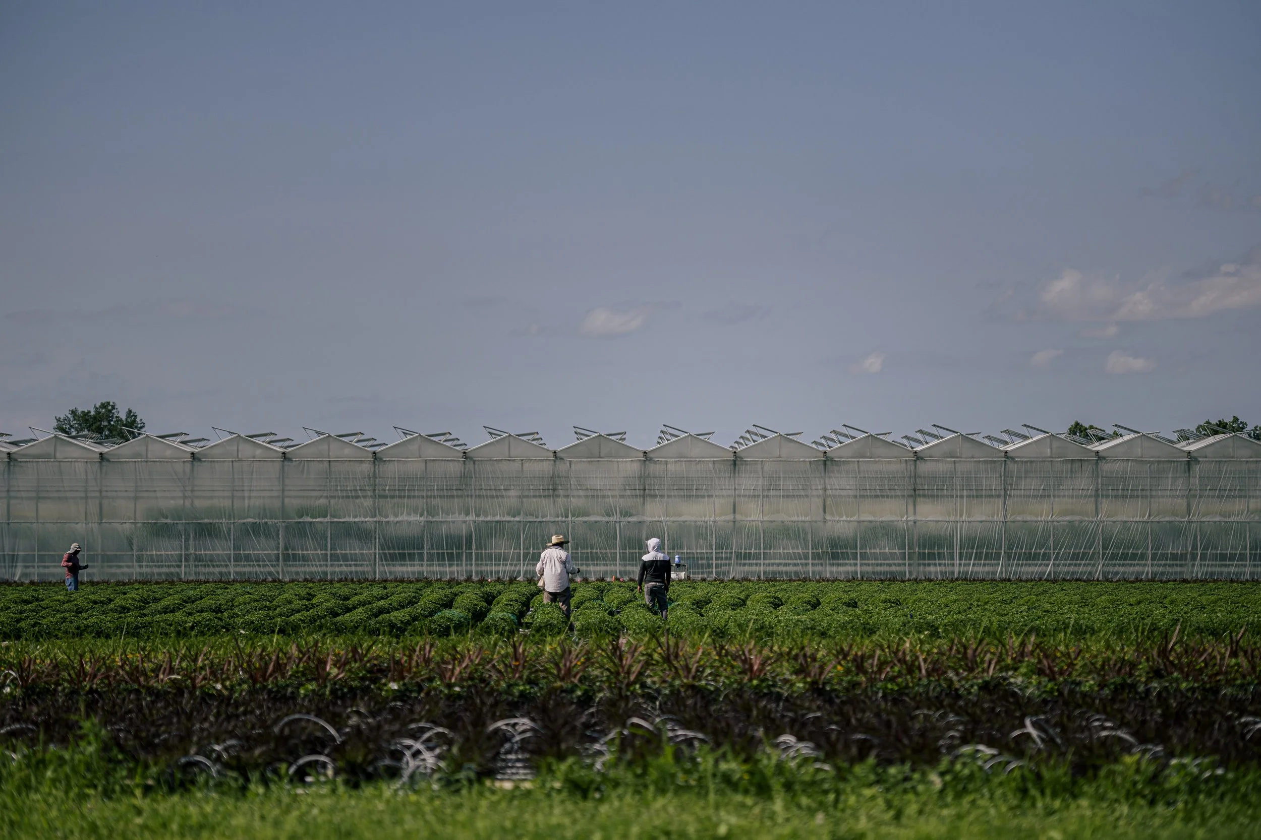  Workers at Rico Roots Plant Farm work in the fields, in Leamington., Ont., on Friday, July 30, 2021. (Christopher Luna/ The Narwhal) 