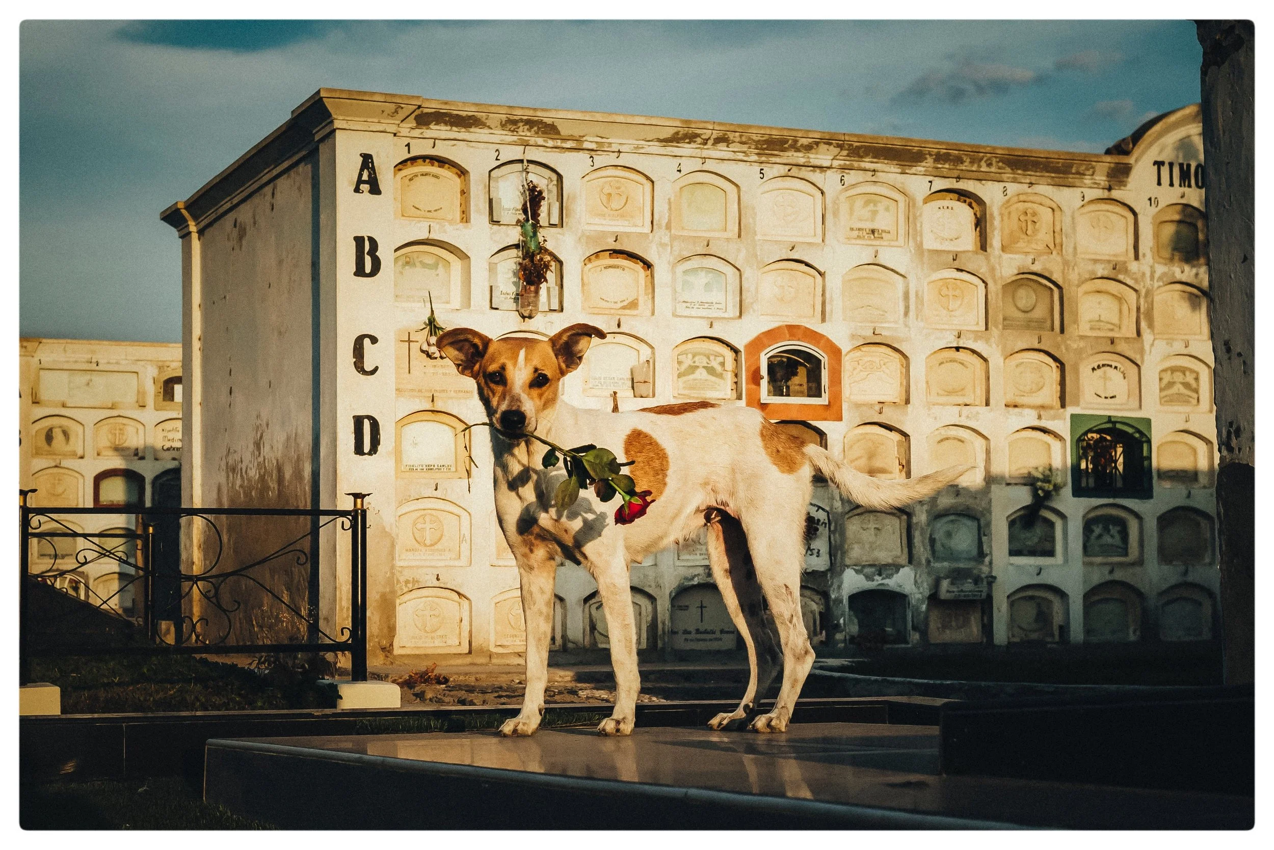 JPEG image-AA947EA38957-1.jpeg