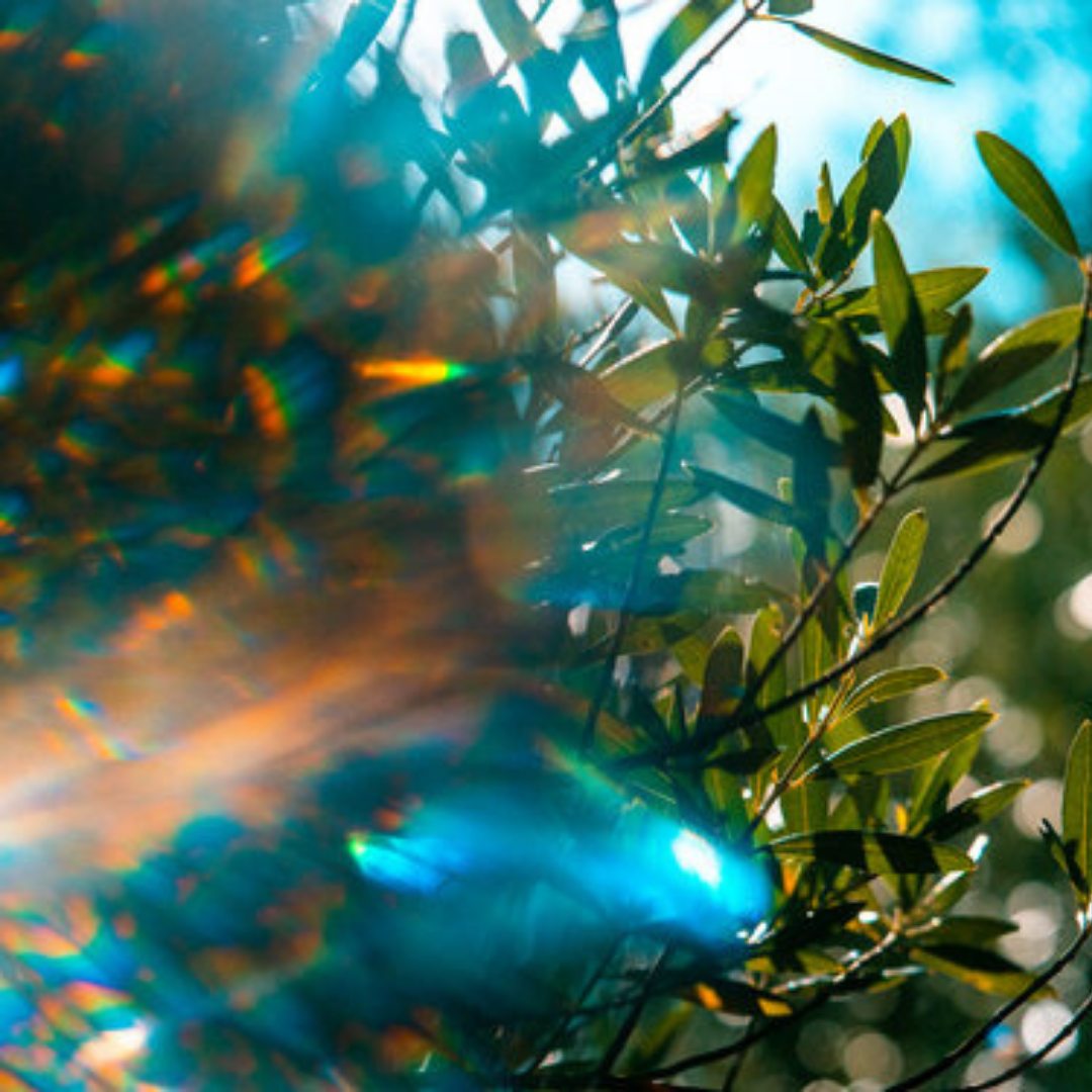 product - LightLanguage.png