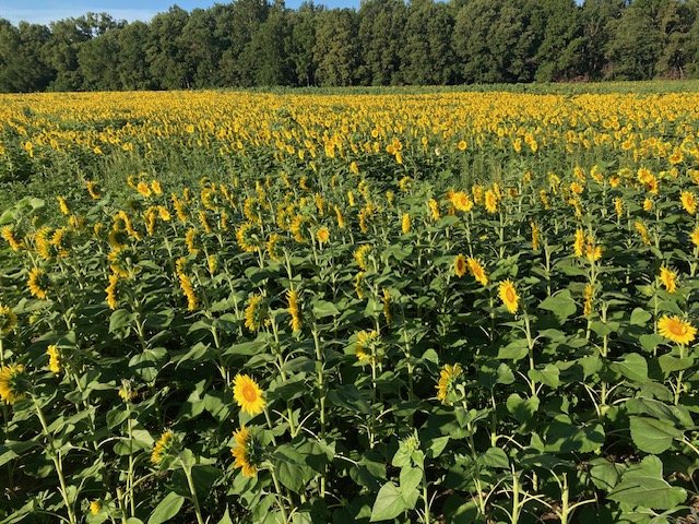 Sunflower Farmers: o jogo de fazendinha que está levando as taxas