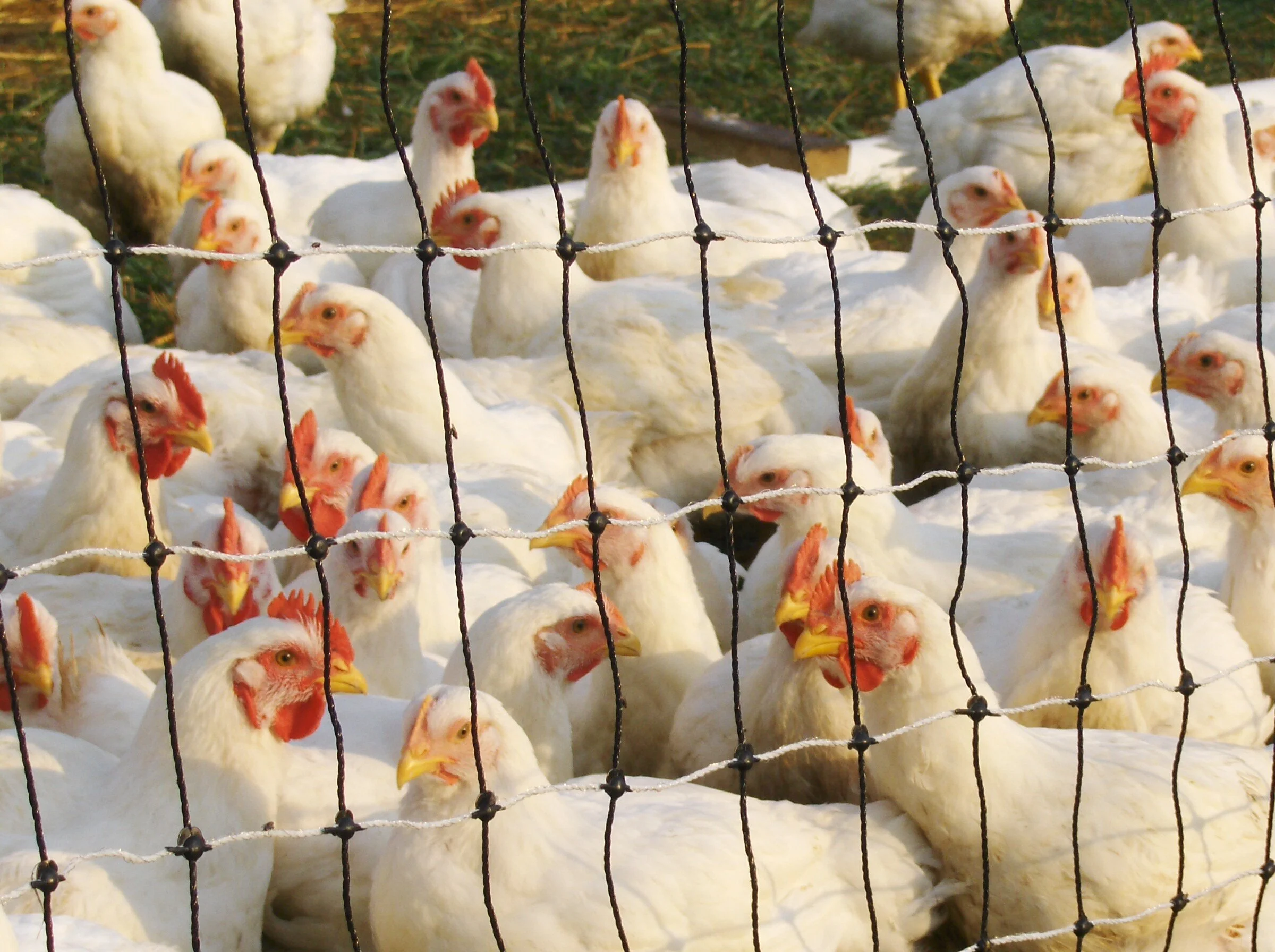 Pasture Raised Poultry — L&A Family Farms