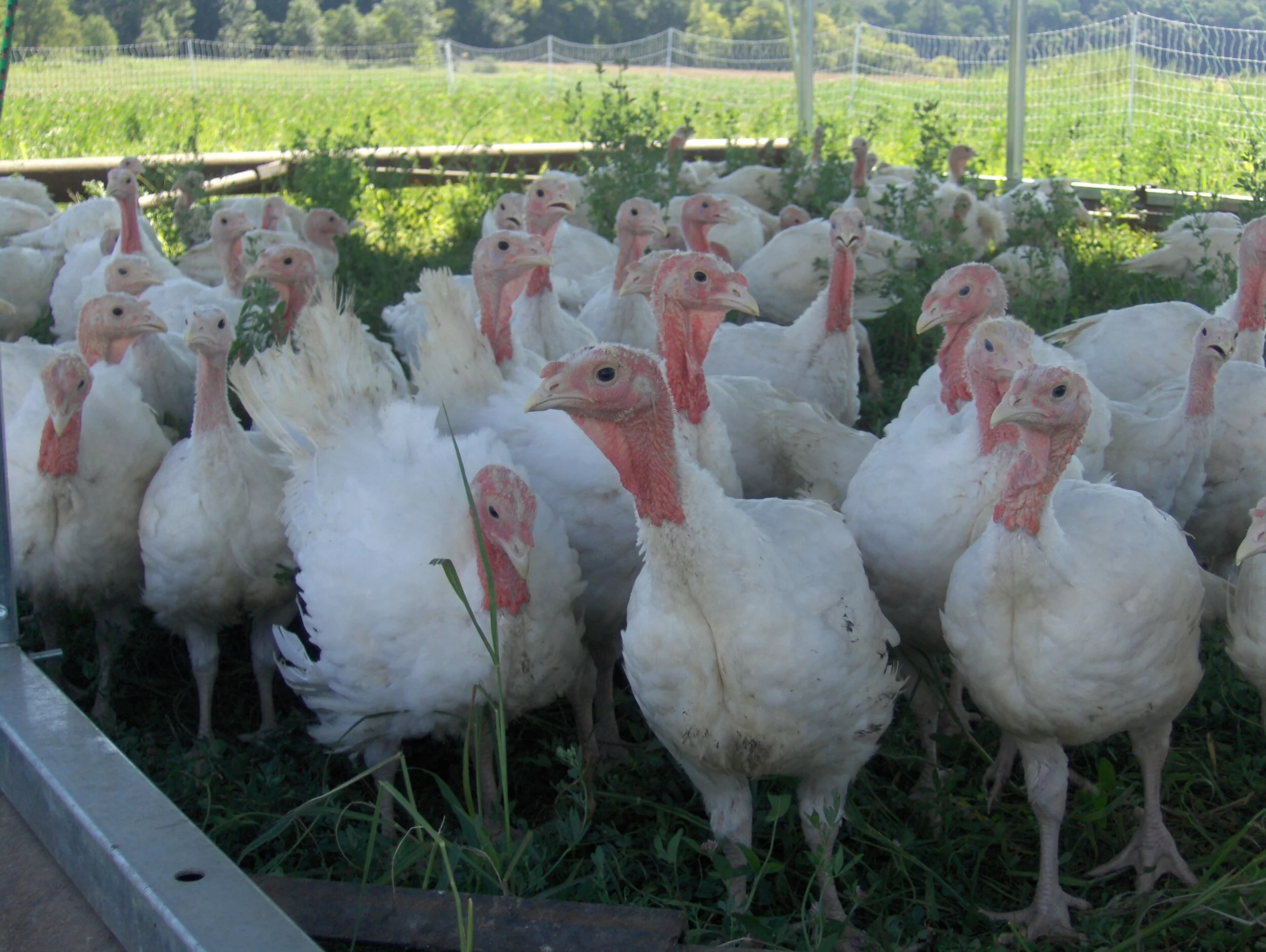 Pasture Raised Poultry — L&A Family Farms