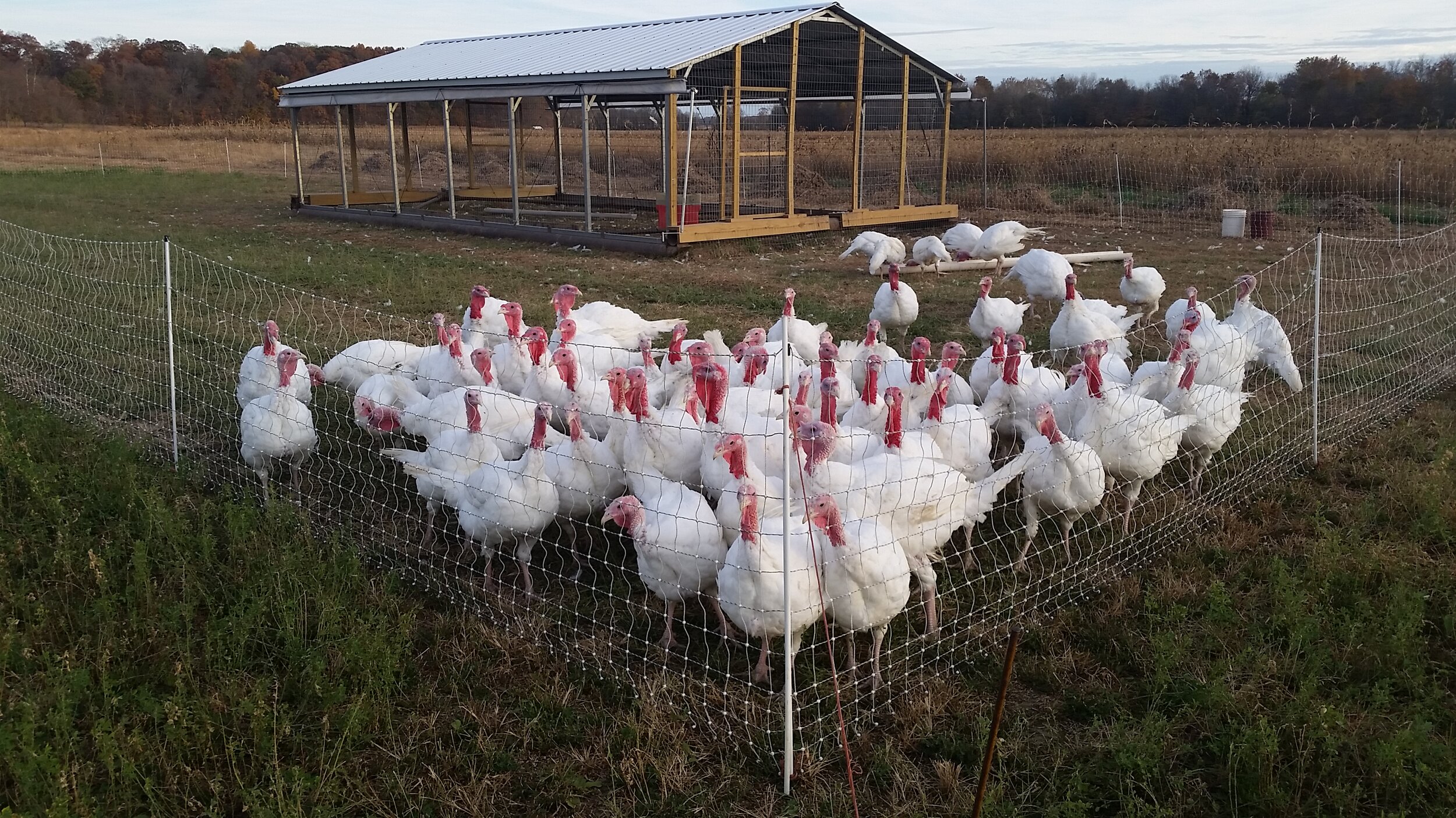 Turkey Farm In Langley _ Langley Circle Farm Tour – UPHH