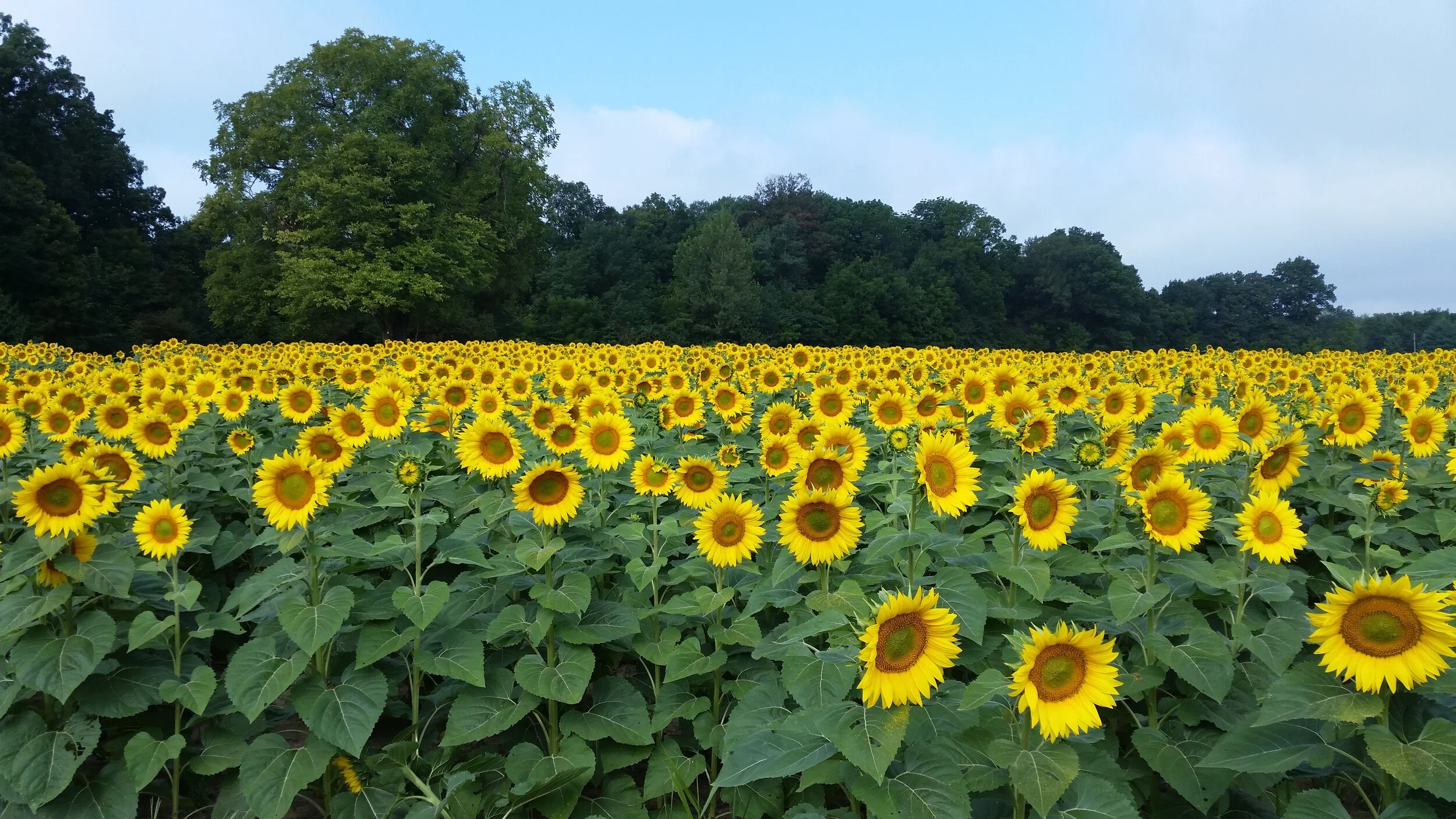 Sunflower Maze — L&A Family Farms