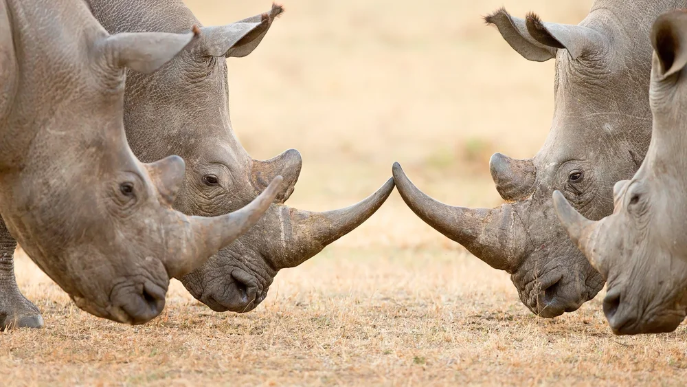 Top Wildlife Movies on Netflix