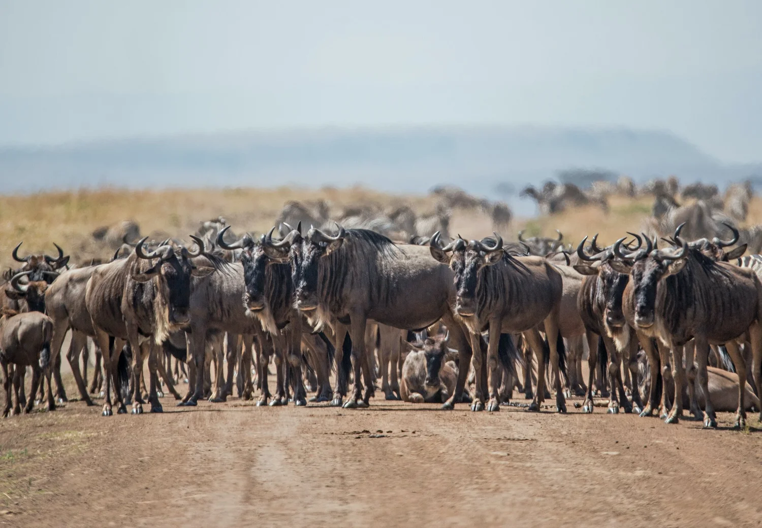 Best Wildlife Documentaries on Netflix