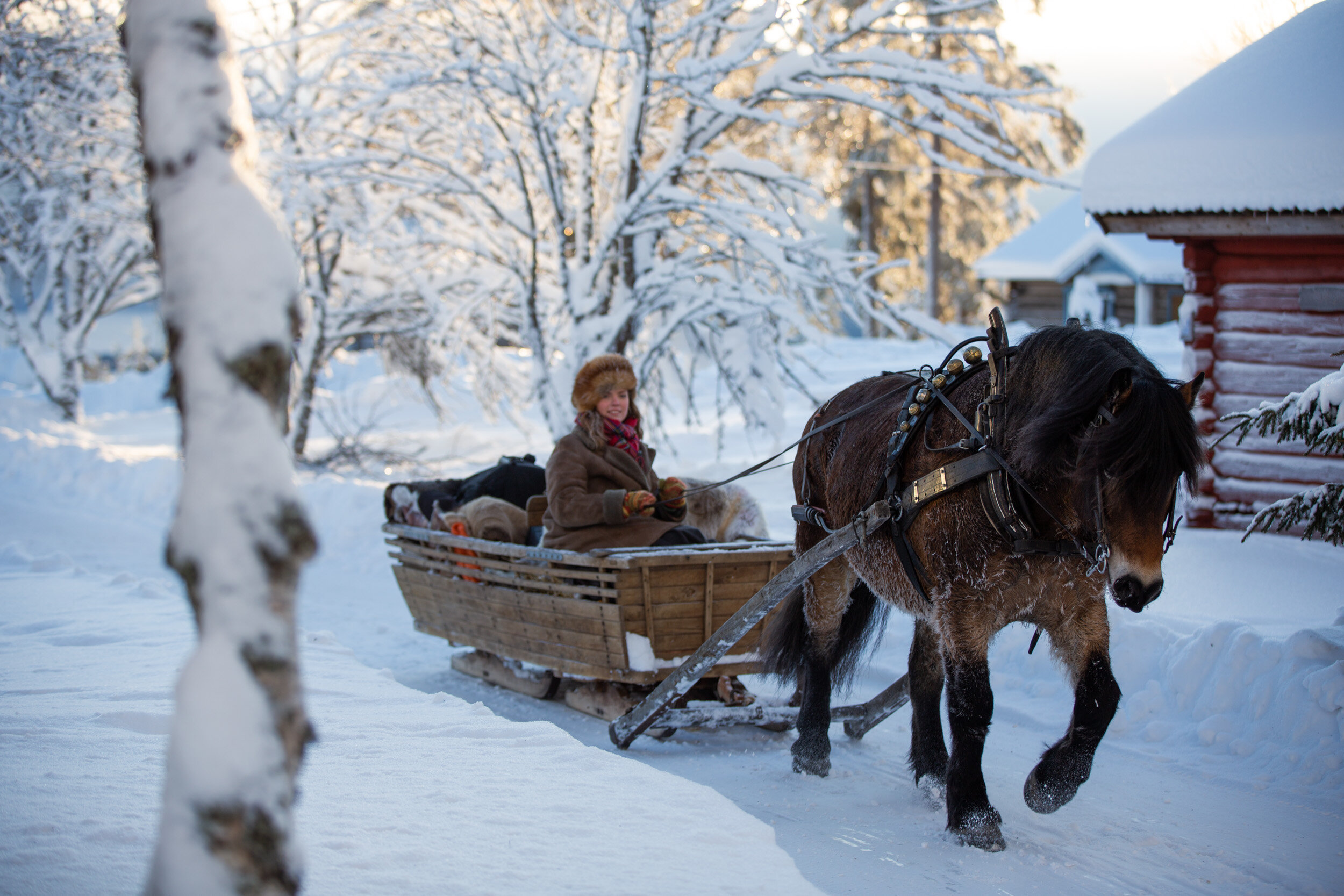 Horse sleigh in Fryksås @Visit Dalarna_Julius Aspman.jpg