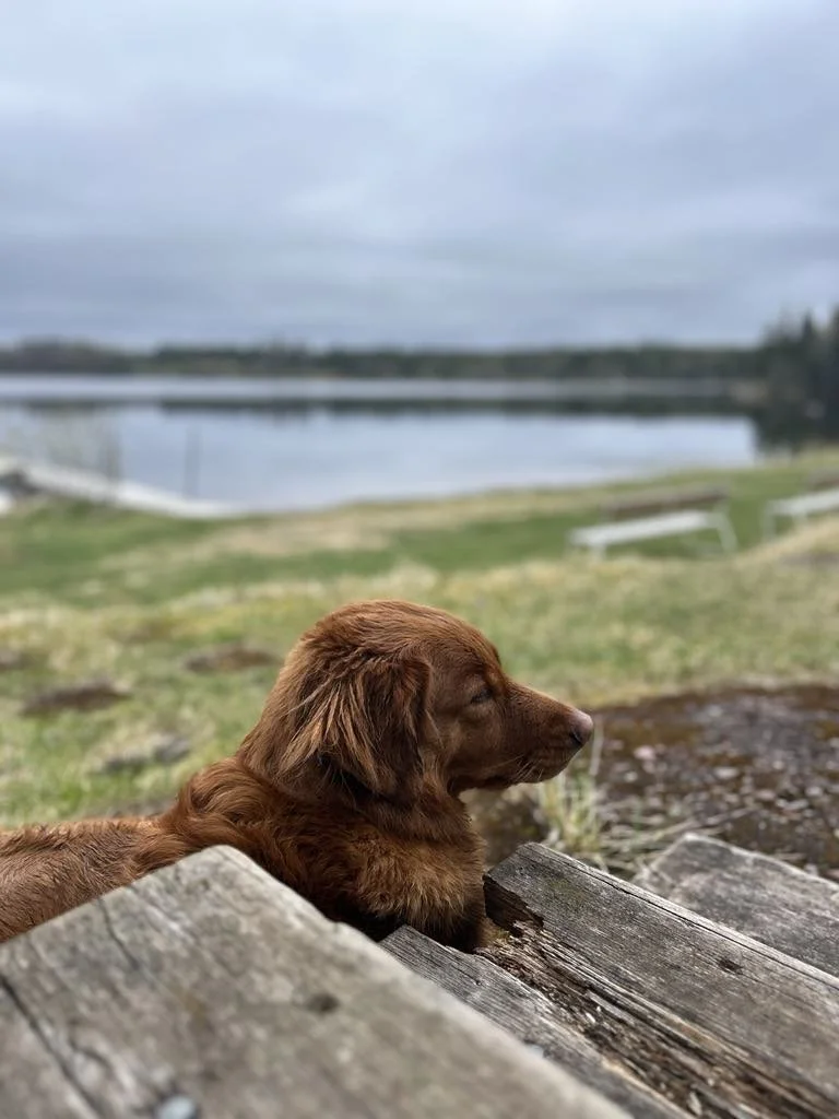 Sinksjön hund Elza.jpeg