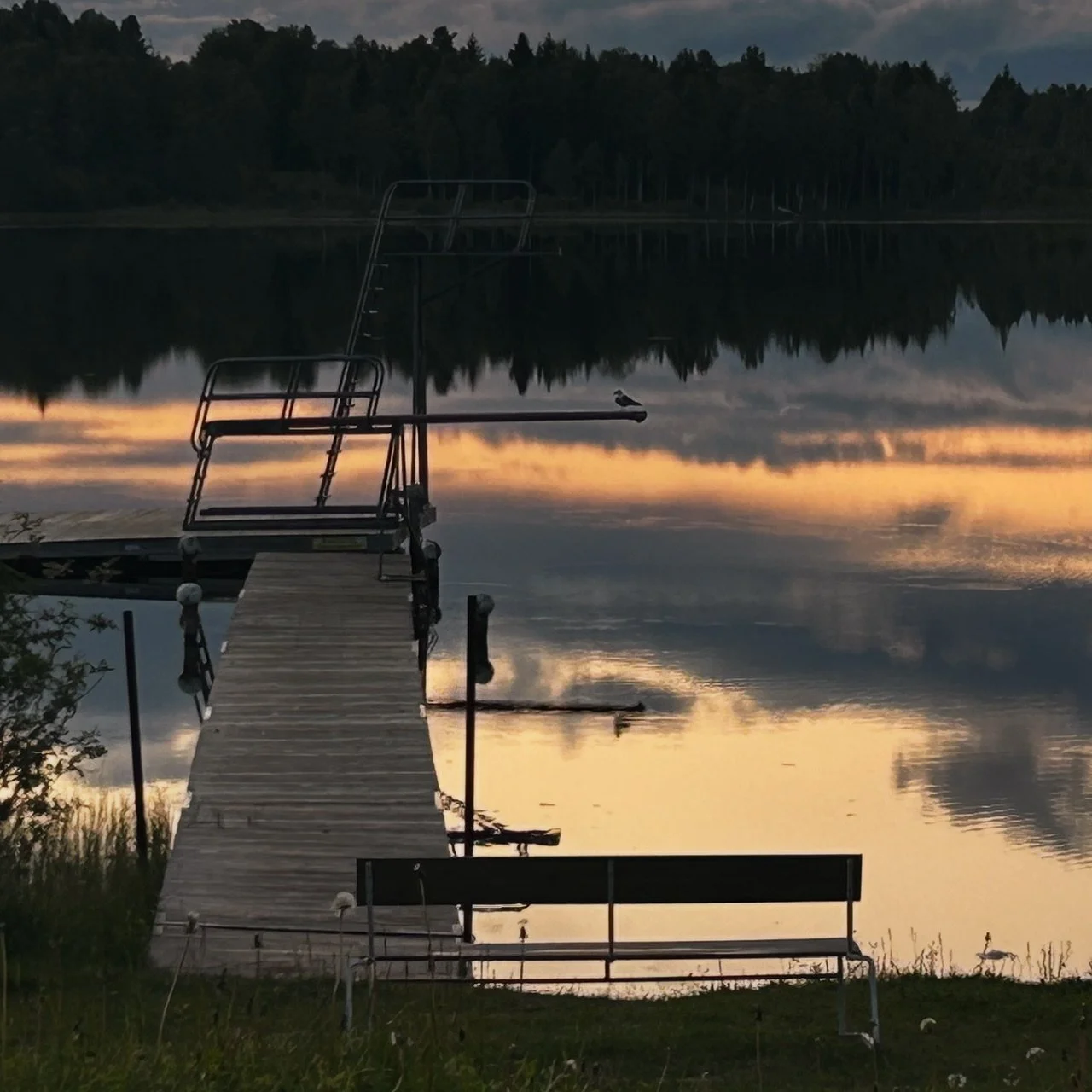 Solnedgång fiskmås.JPG