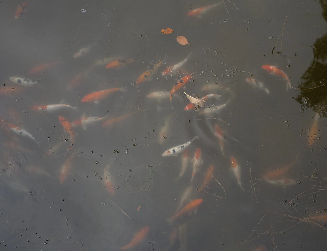 Koi.jpg