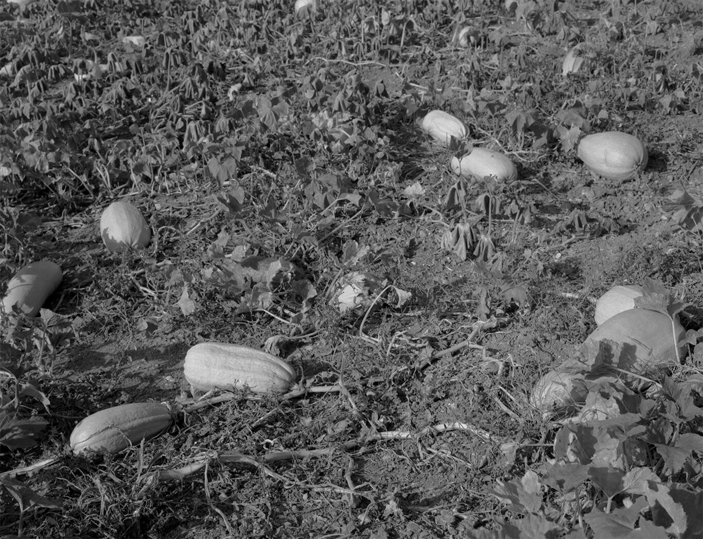 ItalyAugSep2020-Squashgarden.jpg