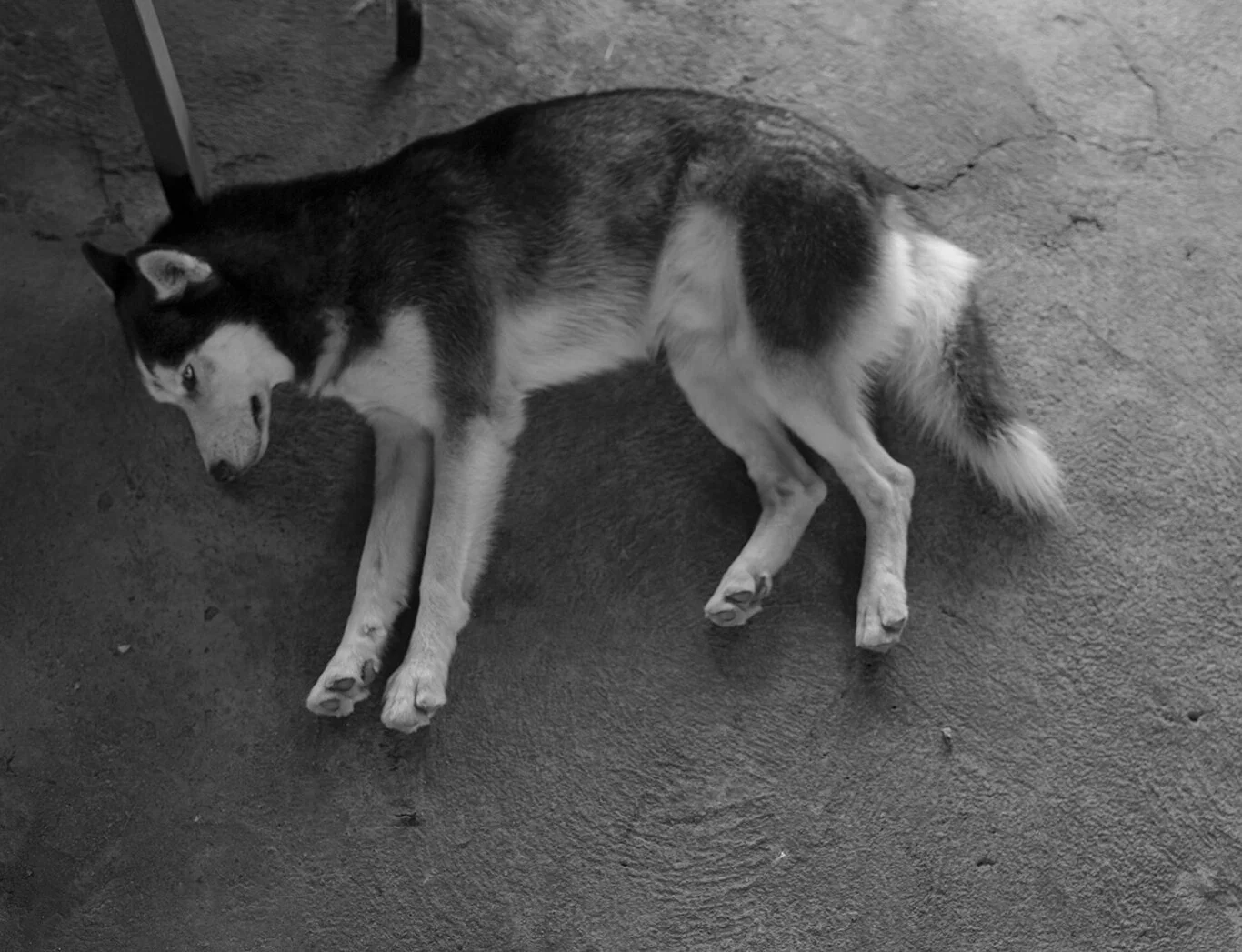 RestingHusky.jpg