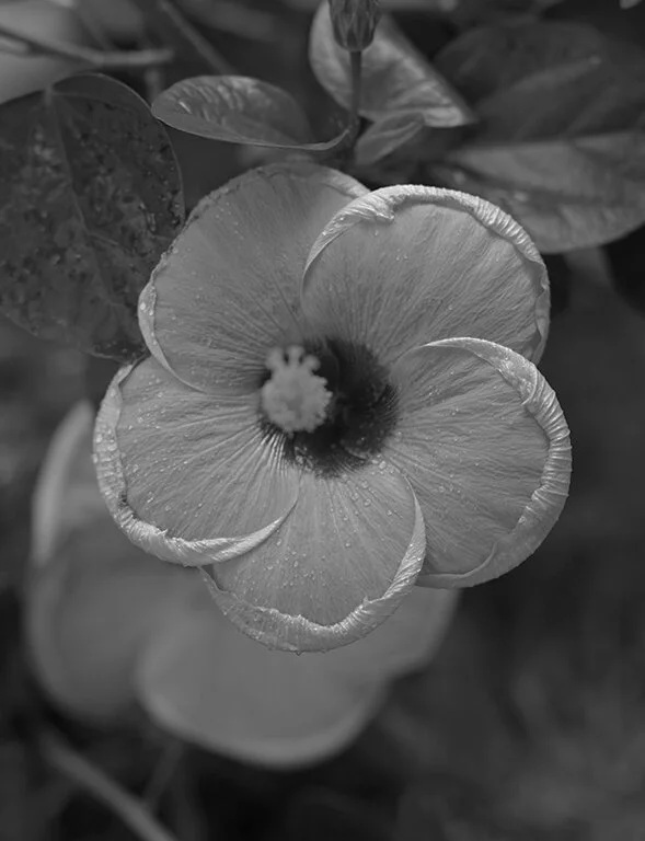IMG_6425.jpg