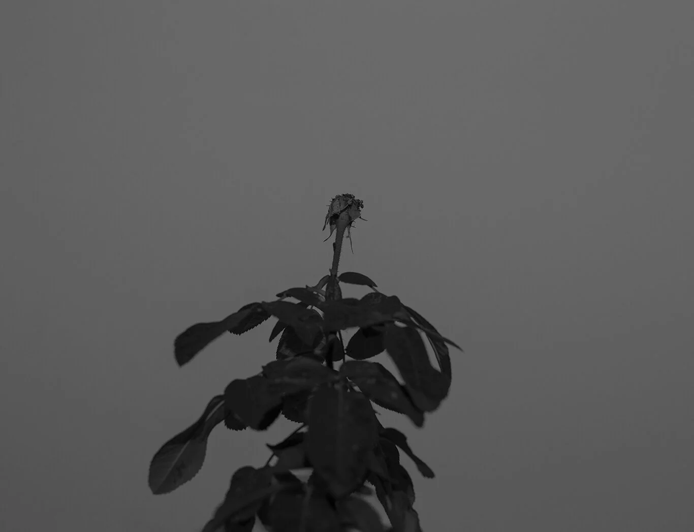 Quietflower_2.jpg