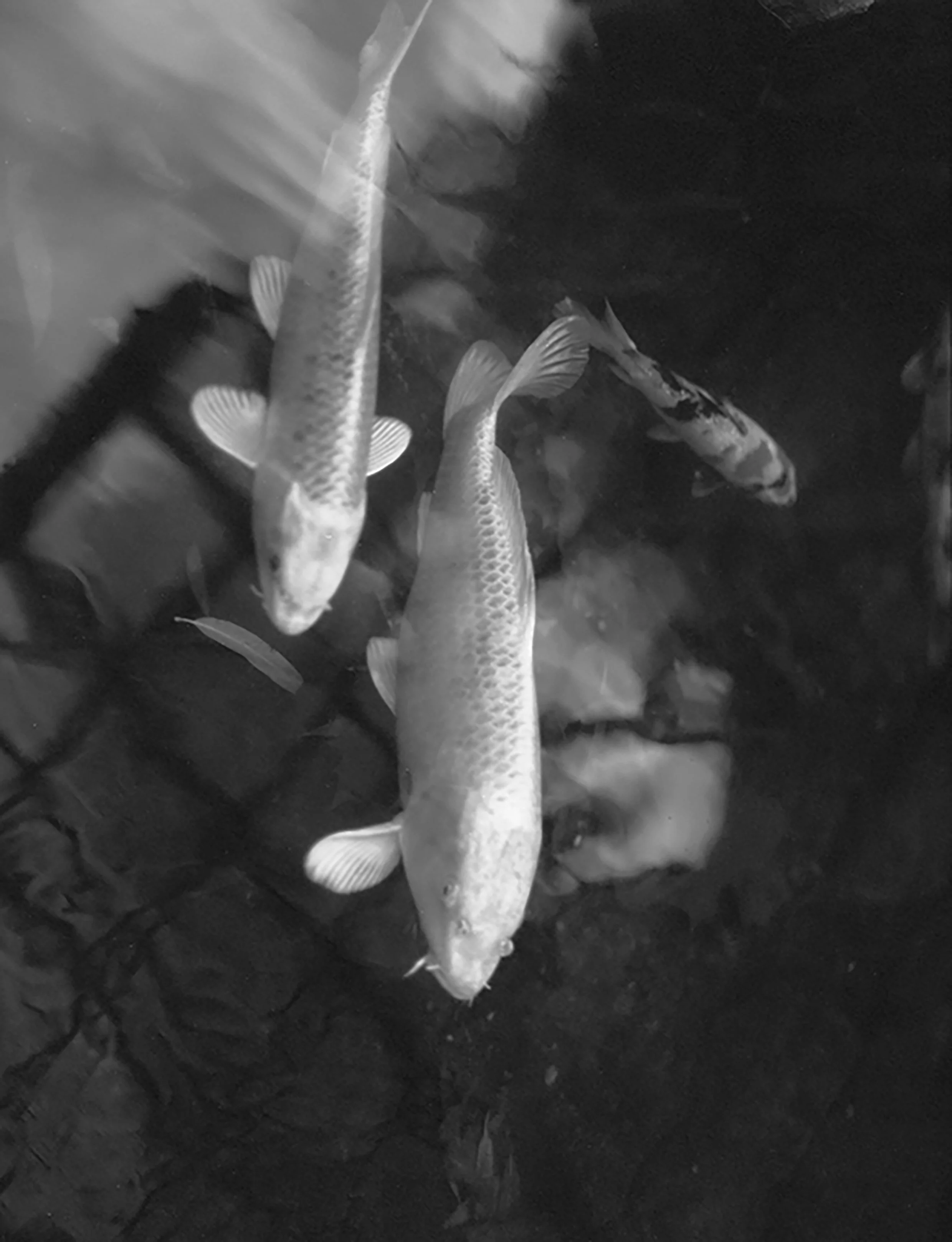 IdaChloeLouOlsen_019.jpg