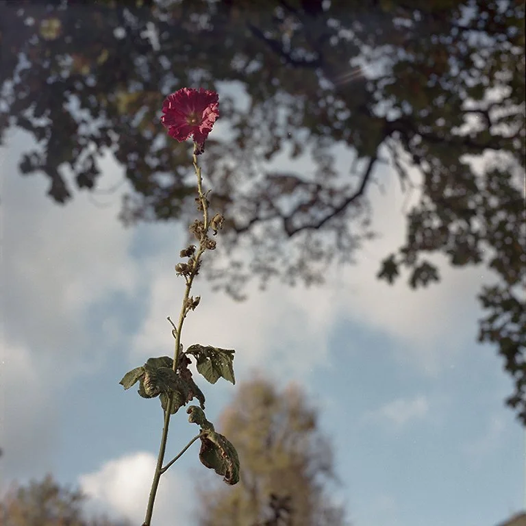 Hasselblad-roll5-RedEvening copy.jpg