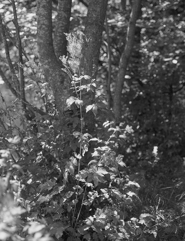 Gaustafjell006 copy.jpg