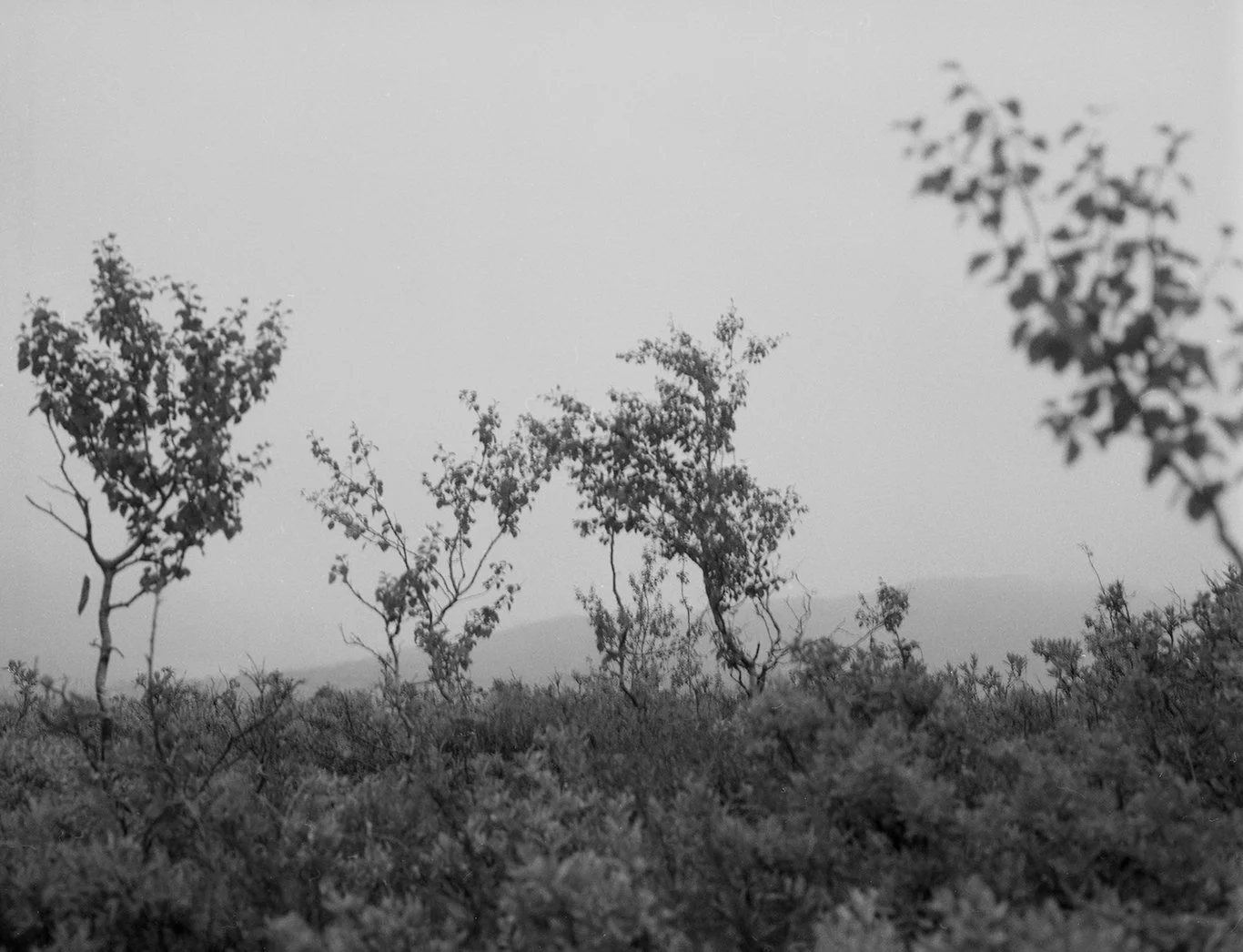 Gaustafjell021 copy.jpg