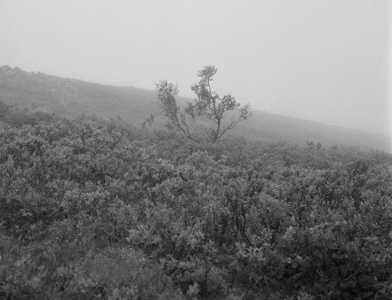 Gaustafjell022 copy 2.jpg