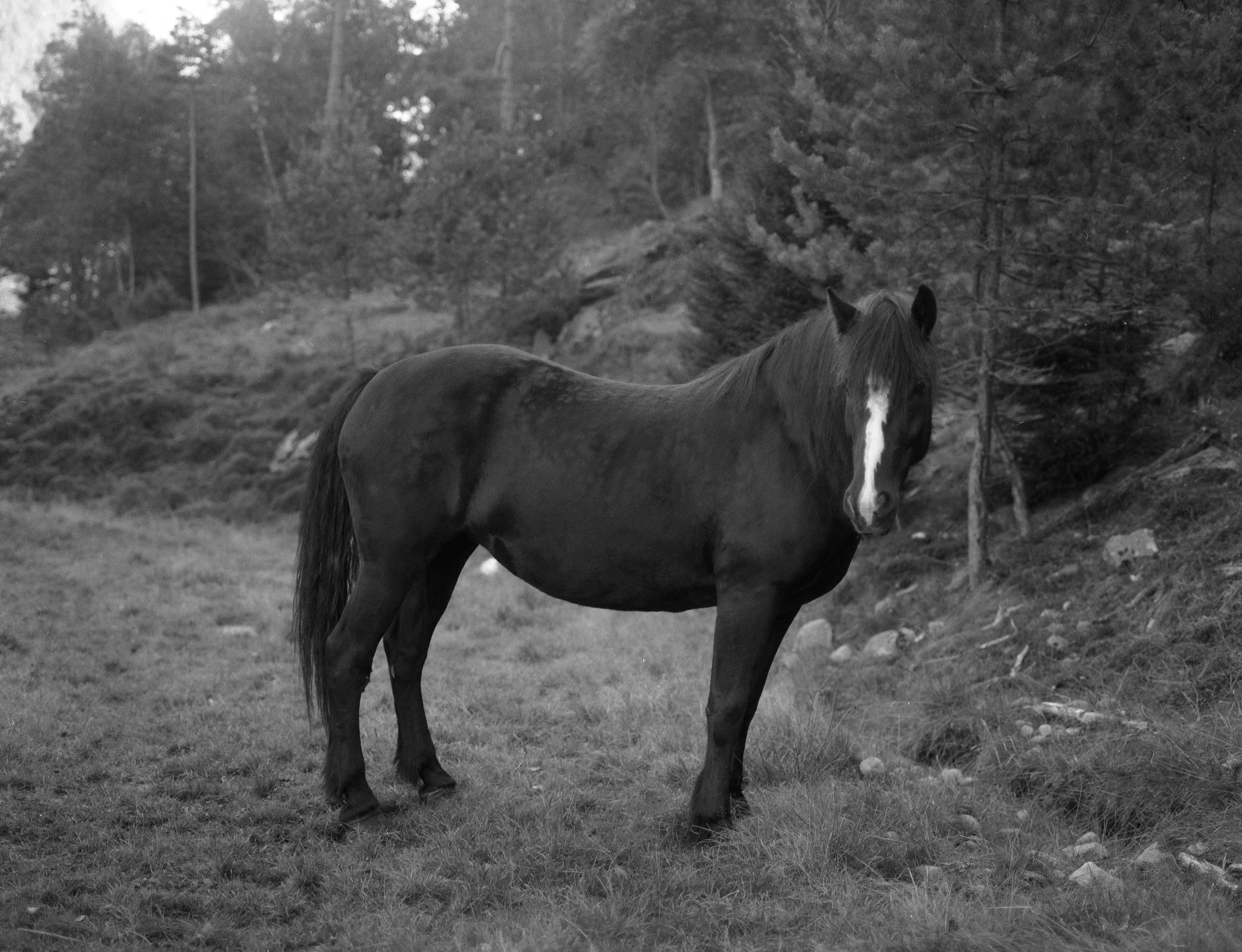 Falling or flying_202442 copy 2.jpg