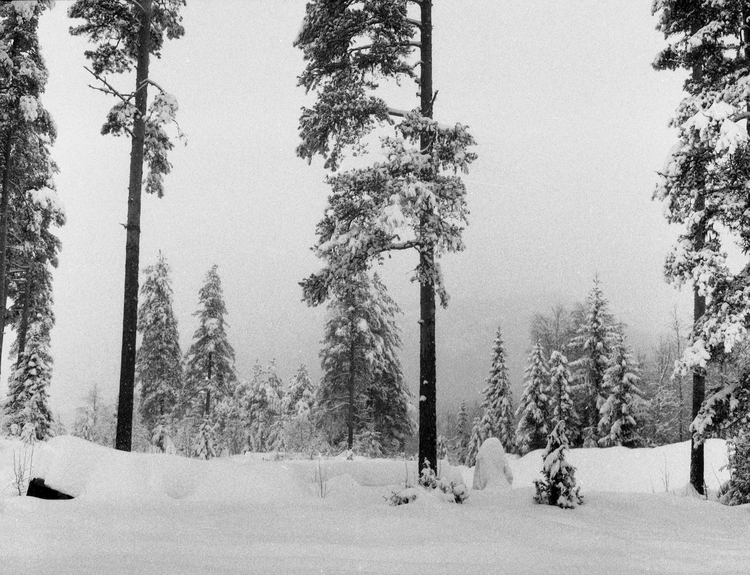 Falling or flying_202470 copy.jpg