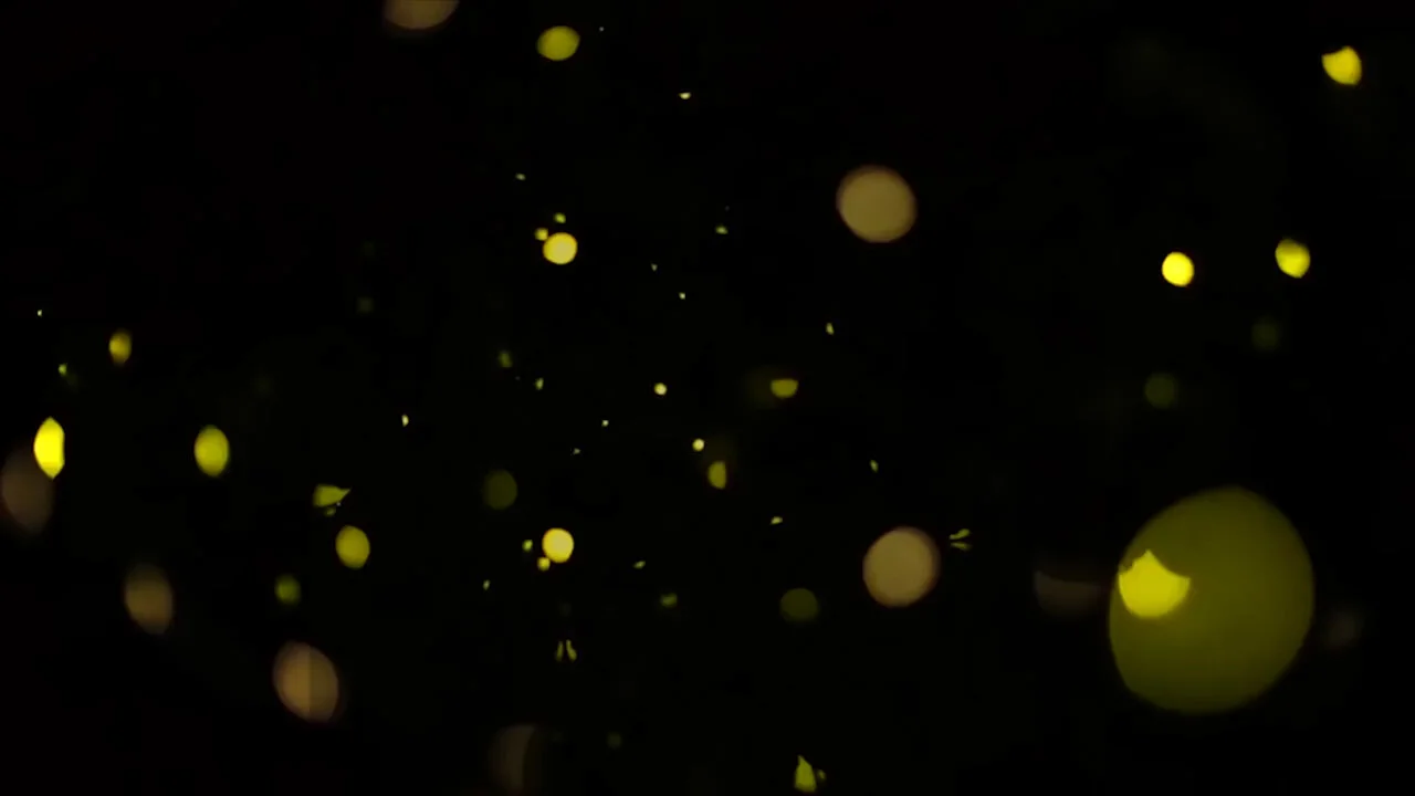 fireflies still.jpg